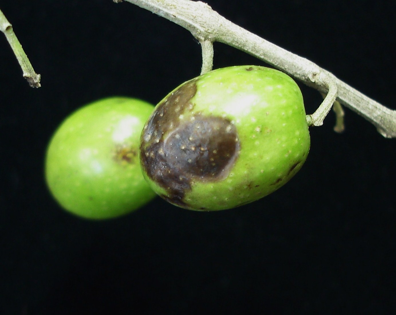 <p><b><p>Antracnose afetando frutos de oliva.</p></b></p><p>Autor: Jesus G. Töfoli</p>