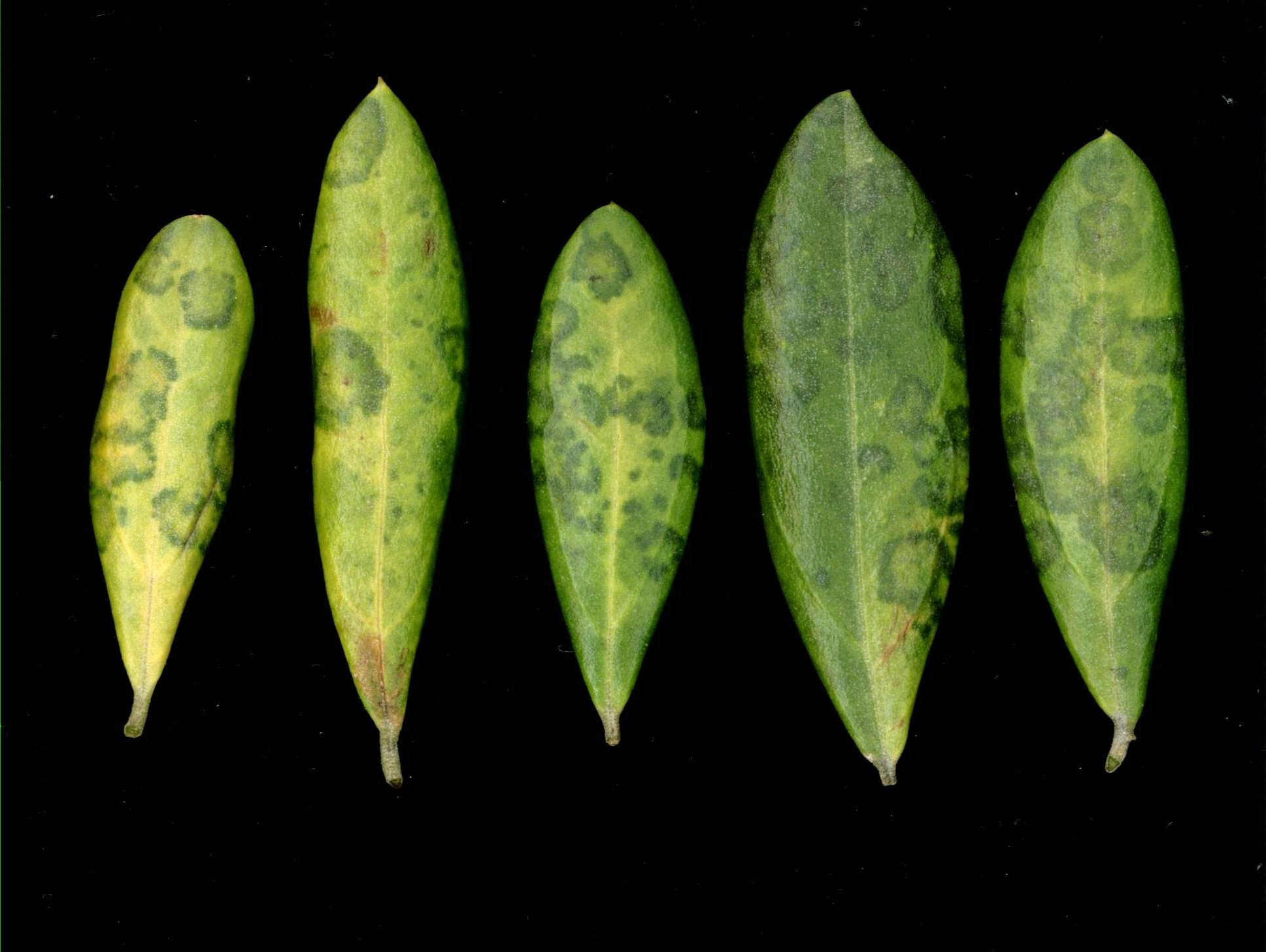 <p><b><p>Lesões típicas de repilo em folhas.</p></b></p><p>Autor: Ricardo J. Domingues</p>