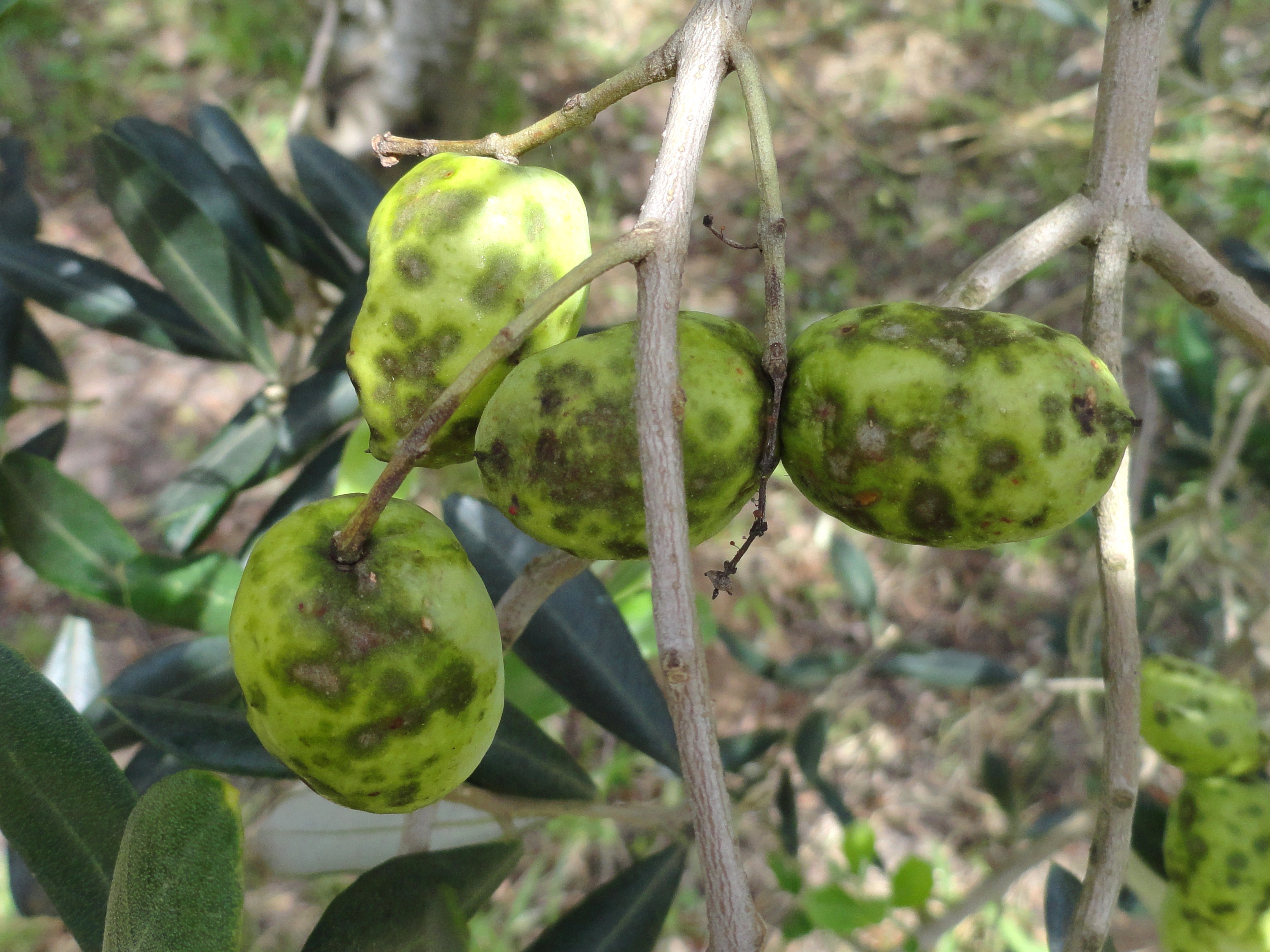 <p><b><p>Repilo afetando frutos de oliveira.</p></b></p><p>Autor: Ricardo J. Domingues</p>