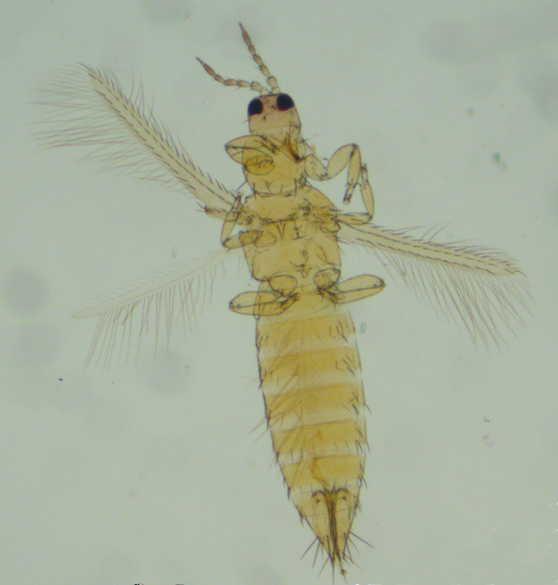 <p><b><p>Fêmea de <em>Frankliniella zucchini</em> (vetor do ZLCV)coletada em cultivo de abobrinha-de-moita, visualizada ao microscópio de luz (vista ventral - 400x). </p></b></p><p>Autor: Daniel Lima Santos</p>