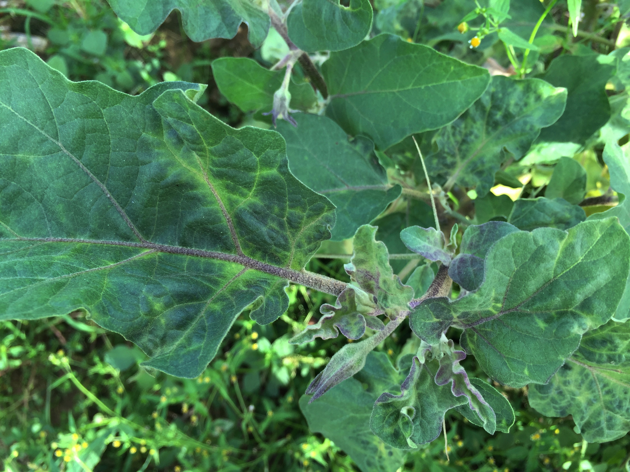 <p><b><p>Planta de berinjela (<em>Solanum melongena</em>) naturalmente infectada pelo <em>Groundnut ringspot virus </em>(GRSV) exibindo sintomas de clareamento das nervuras, mosaico e deformação foliar.</p></b></p><p>Autor: Marcelo Eiras</p>