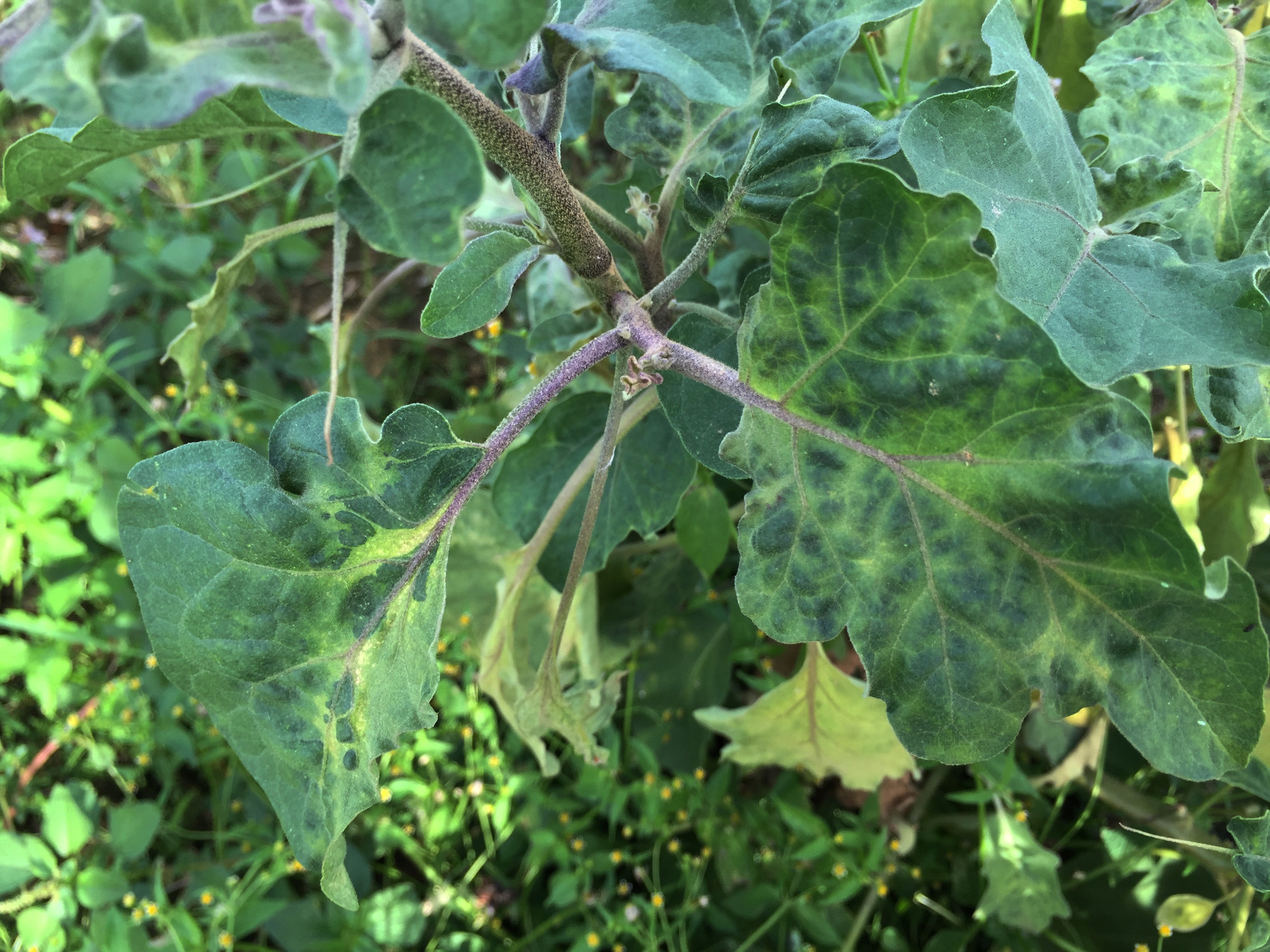 <p><b><p>Planta de berinjela (<em>Solanum melongen</em>a) naturalmente infectada pelo <em>Groundnut ringspot virus</em> (GRSV) apresentando sintomas de clareamento das nervuras, amarelecimento, mosaico, bolhas e deformação foliar.</p></b></p><p>Autor: Marcelo Eiras</p>