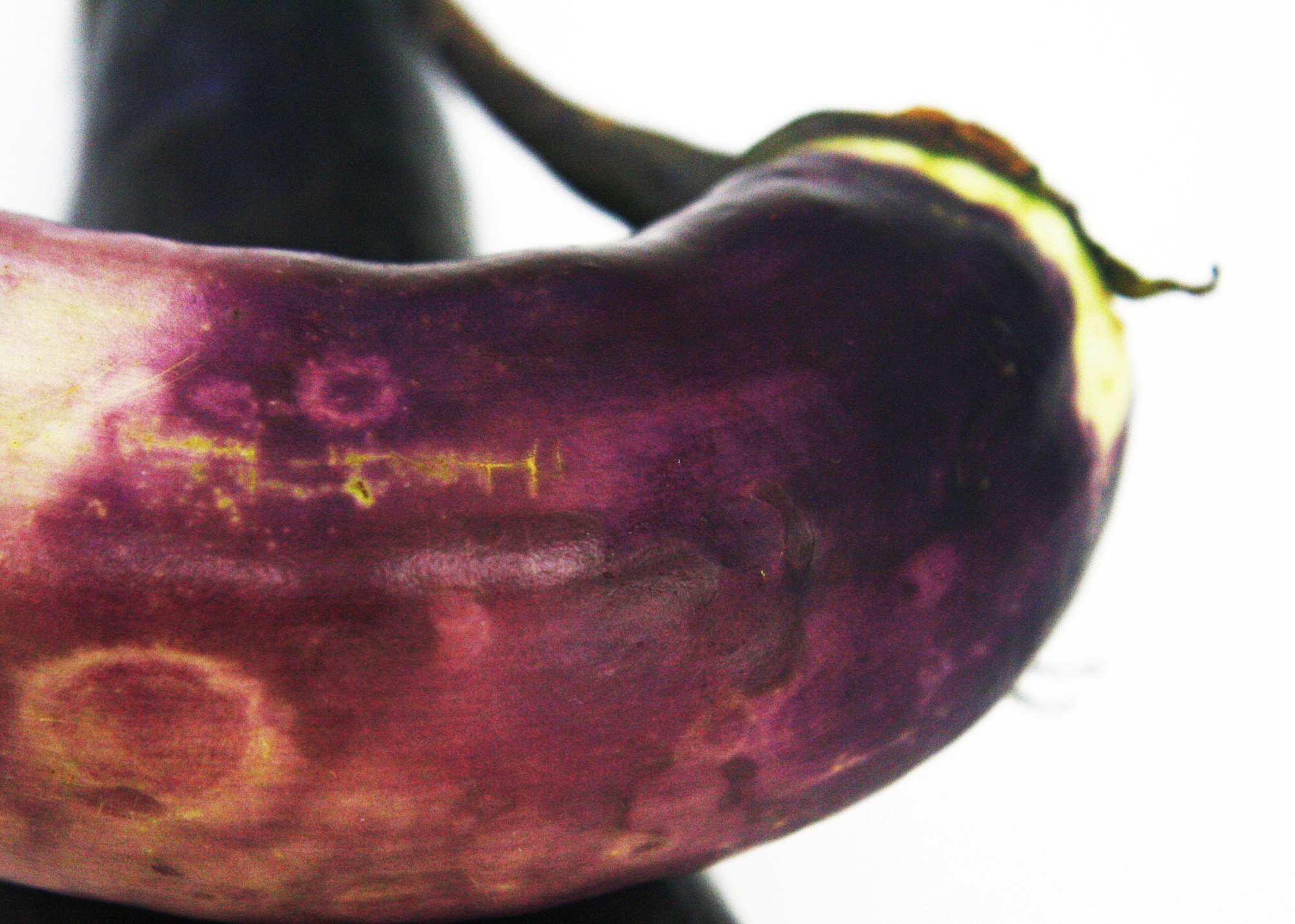 <p><b><p>Sintomas de anéis cloróticos e deformação em fruto de berinjela (<em>Solanum melongen</em>a) naturalmente infectado pelo <em>Groundnut ringspot virus</em> (GRSV).</p></b></p><p>Autor: Marcelo Eiras</p>