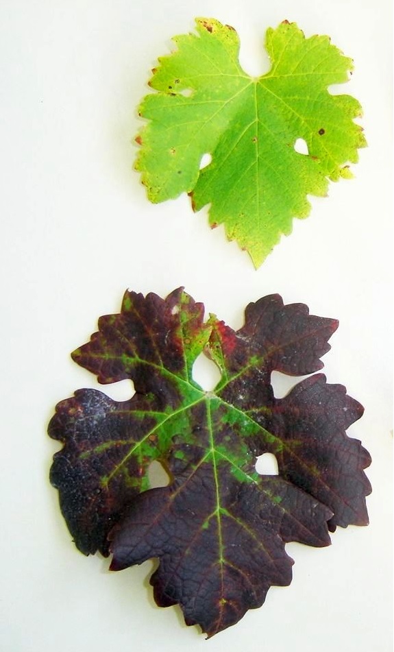 <p><b><p>Virose do complexo do lenho rugoso da videira na cv. Cabernet Sauvignon. Intenso avermelhamento foliar em folha de planta infectada e folha de planta sadia (acima).</p></b></p><p>Autor: Thor Fajardo</p>