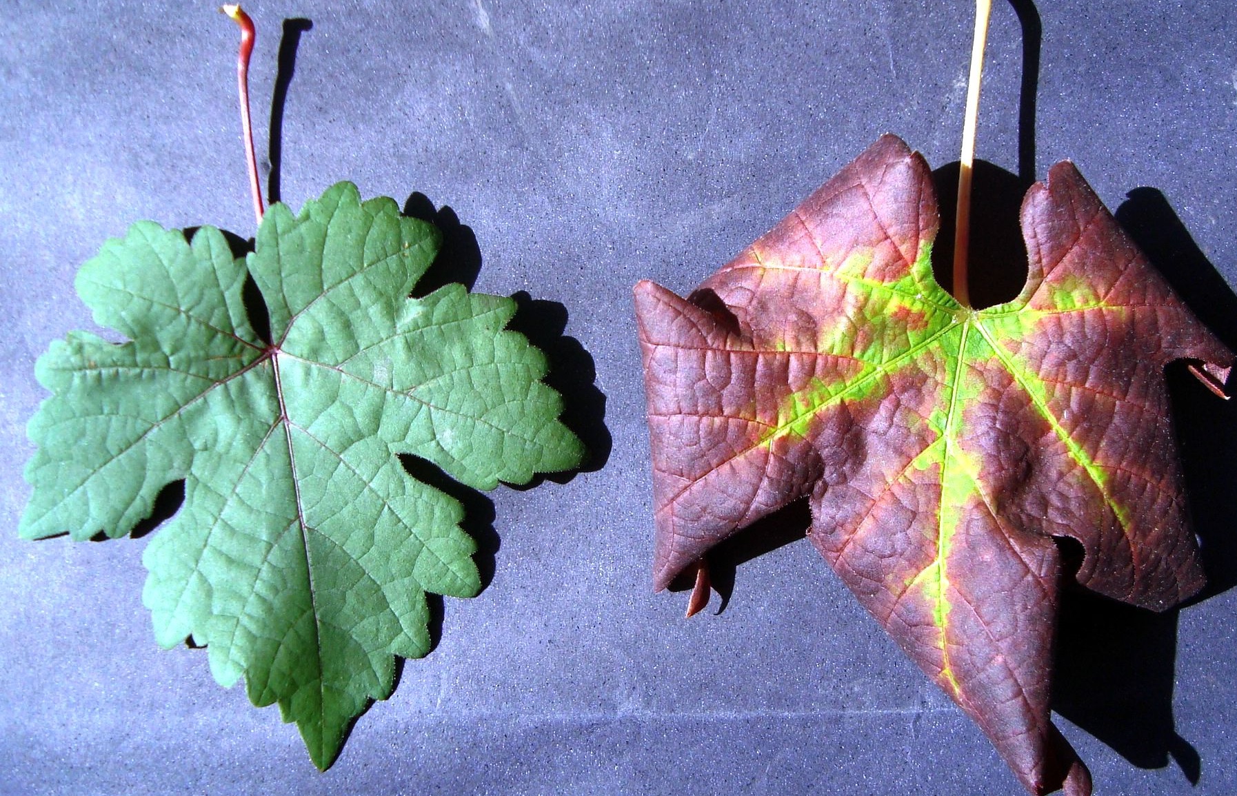 <p><b><p>Virose do complexo do lenho rugoso da videira, especificamente infecção pelo GVB, na cv. Cabernet Sauvignon. Intenso avermelhamento foliar e enrolamento dos bordos foliares (direita) e folha de planta sadia (esquerda).</p></b></p><p>Autor: Thor Fajardo</p>