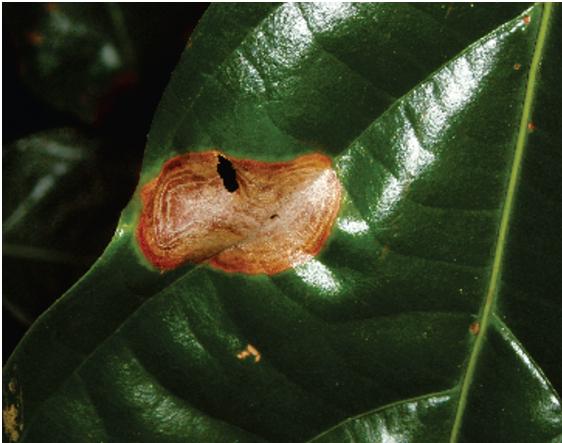<p><b><p>Lesão do tipo mancha zonada sem halo em folíolo do guaranazeiro, causada por <em>Colletotrichum guaranicola.</em></p></b></p><p>Autor: Murilo Rodrigues de Arruda</p>
