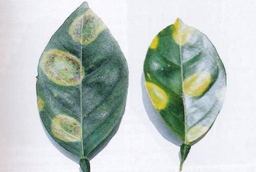 <p><b><p>Folhas de Citrus : a esquerda com sintomas de lesão local com halo clorótico e a direita com lesão local com halo necrótico e exudação de goma, causados pela leprose dos citros.</p></b></p><p>Autor: Veridiana Victória Rossetti </p>