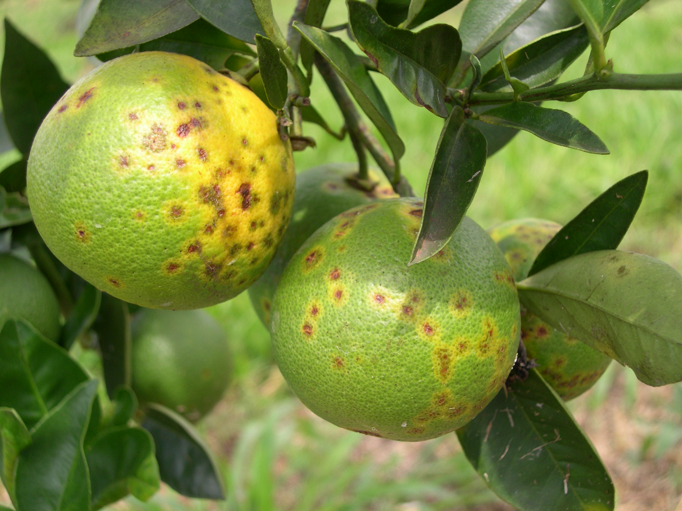 <p><b><p>Fruto de tangerina Cleópatra com sintomas de lesão local <br />causada pela leprose dos citrus.</p></b></p><p>Autor: Valdenice Novelli</p>
