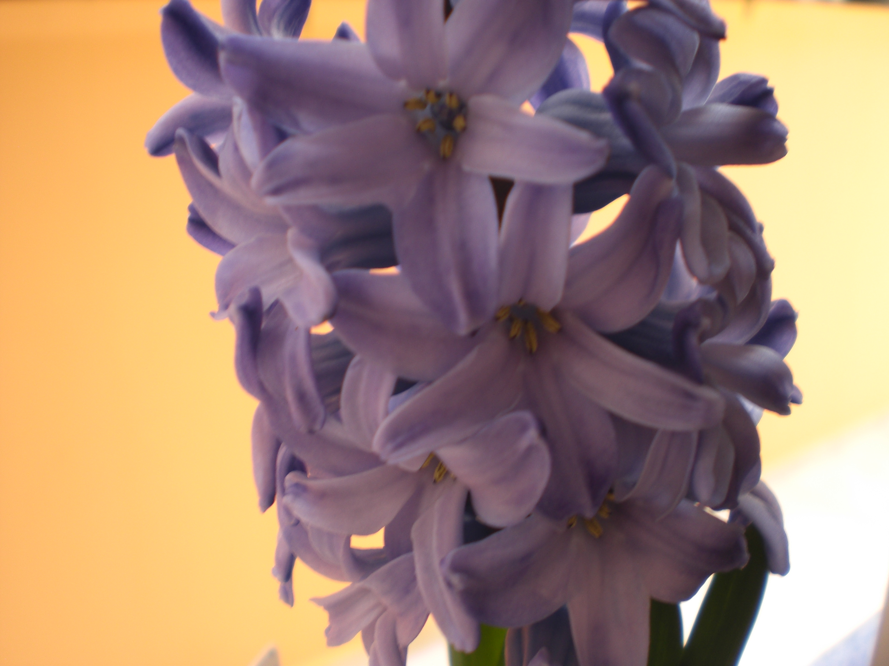 <p><b><p>Flores de jacinto.</p></b></p><p>Autor: M.A.V. Alexandre</p>
