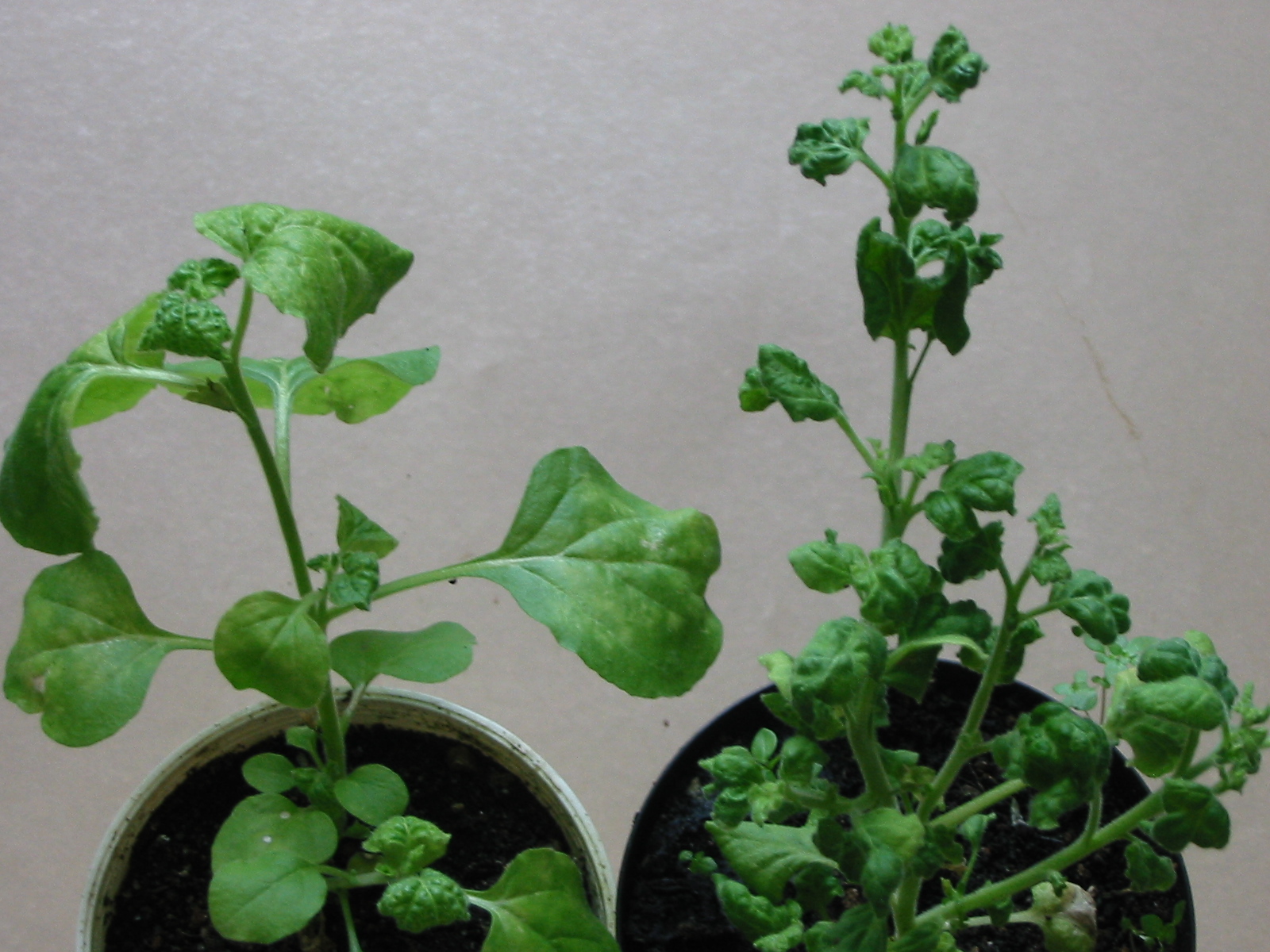 <p><b><p>Plantas de <em>Nicotiana benthamiana </em>experimentalmente inoculada com o Cotyledon virus Y (CotVY) (esquerda) e com infecção mista causada pelos CotVY e <em>Nucleorhabdovirus </em>(direita). (</b></p><p>Autor: Lígia M.L. Duarte</p>