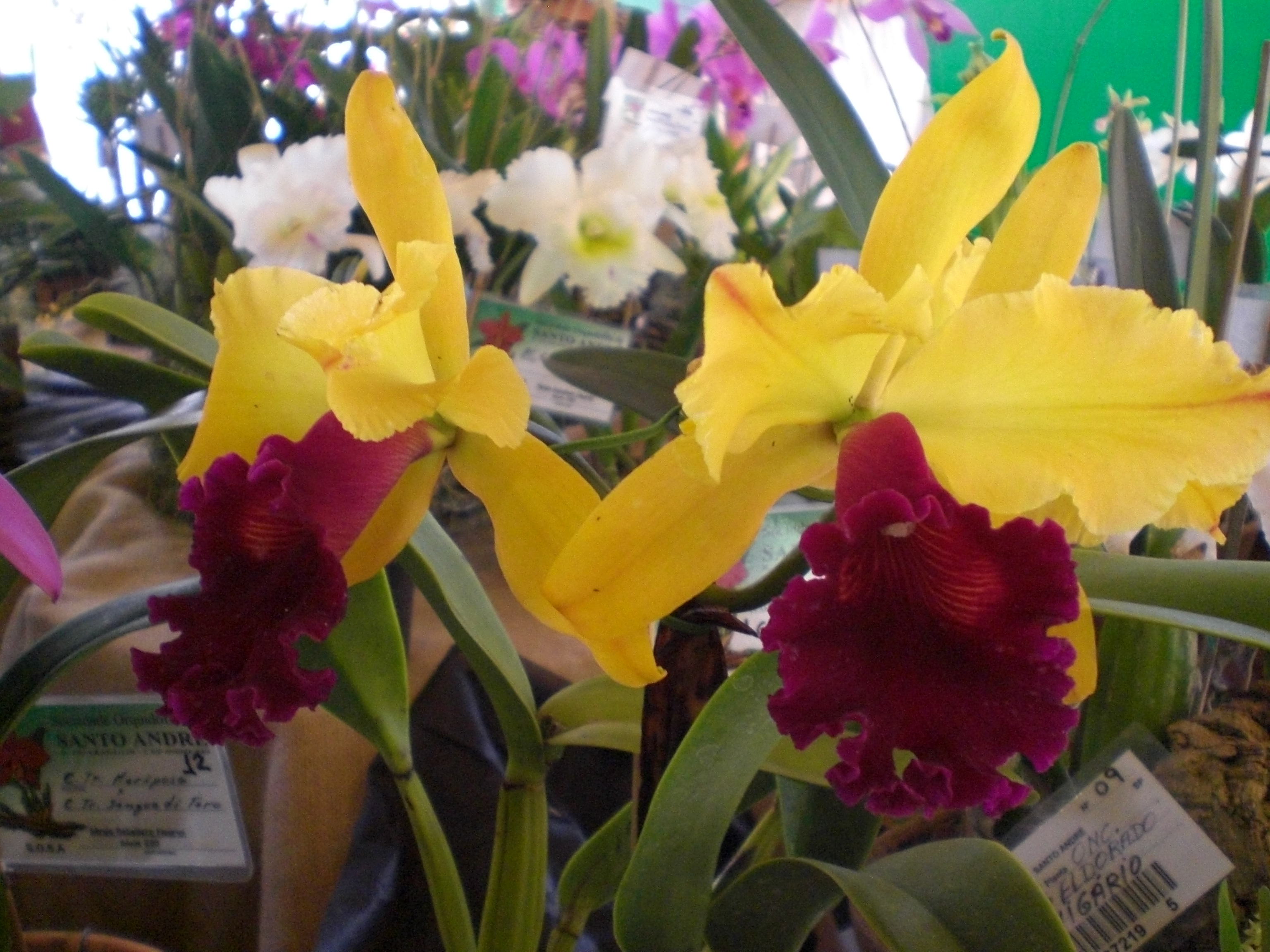 <p><b><p>Flores de orquídeas sadias.</p></b></p><p>Autor: M.A.V.Alexandre</p>