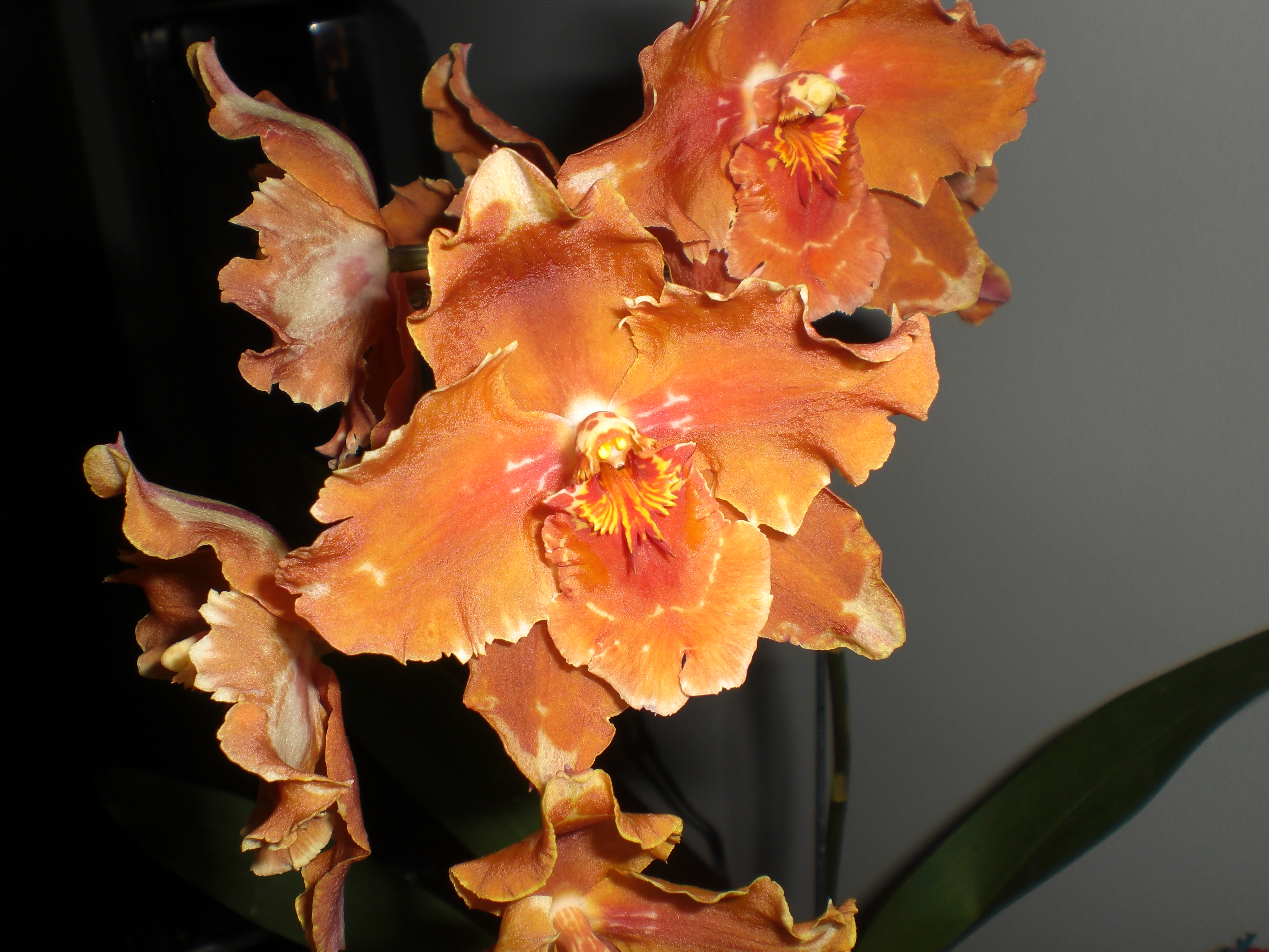 <p><b><p>Flores de orquídeas sadias.</p></b></p><p>Autor: M.A.V.Alexandre</p>