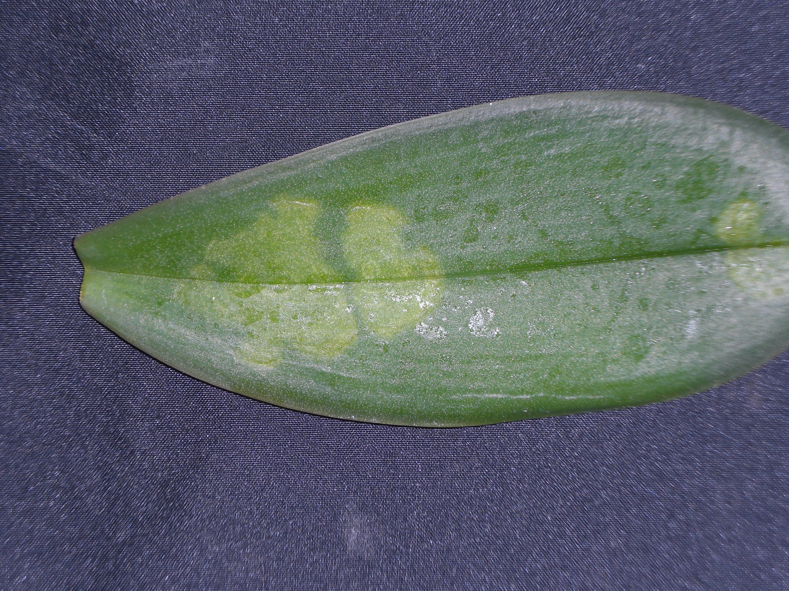 <p><b><p>Manchas cloróticas em folha de <em>Phalaenopsis </em>infectada por CymMV.</p></b></p><p>Autor: M.A.V.Alexandre</p>