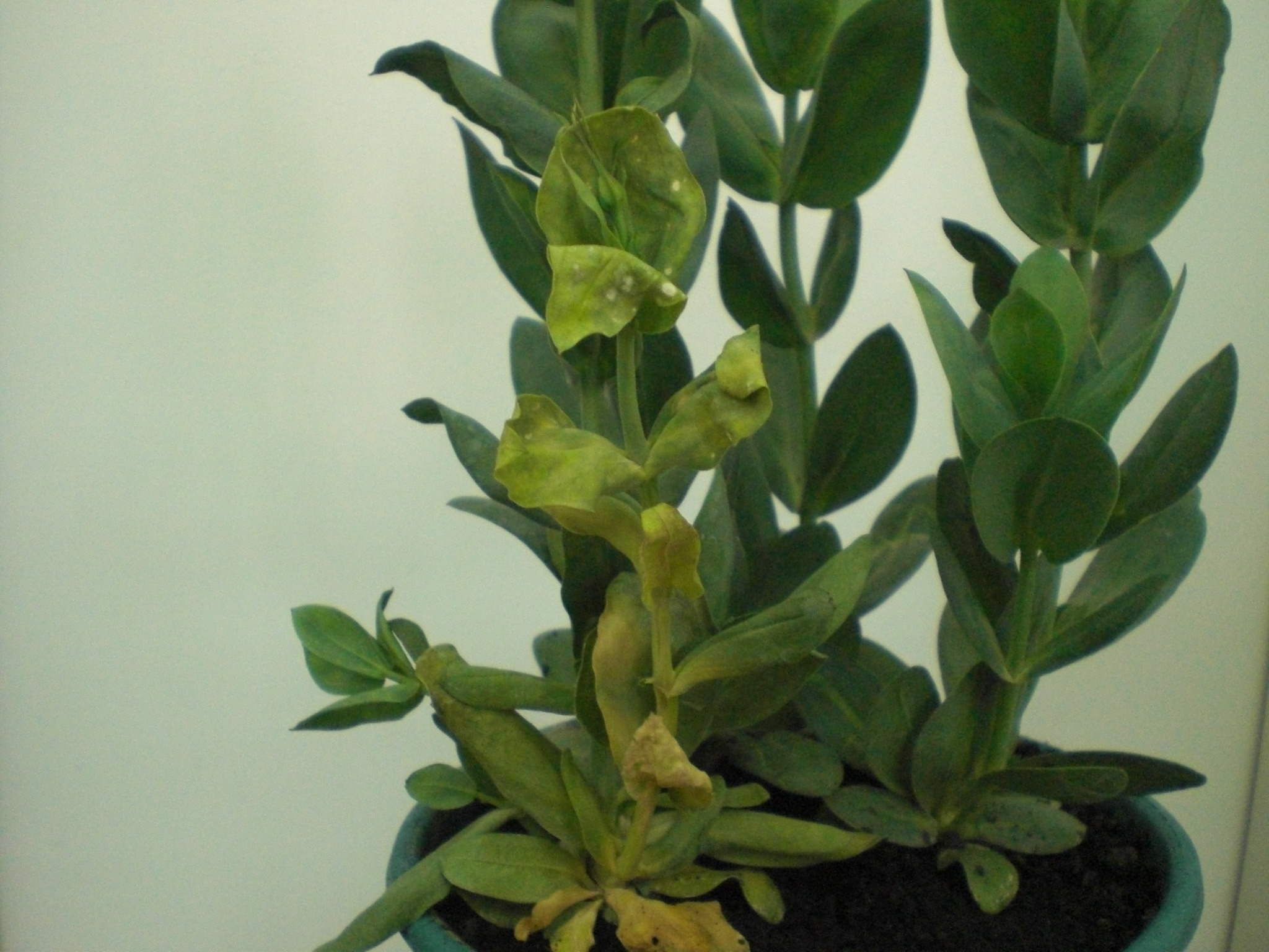 <p><b><p>Planta de <em>Eustoma grandiflorum </em>infectada pelo Chrysanthemum stem necrosis virus, apresentando necrose nas folhas e caule. </p></b></p><p>Autor: L. M. L. Duarte</p>