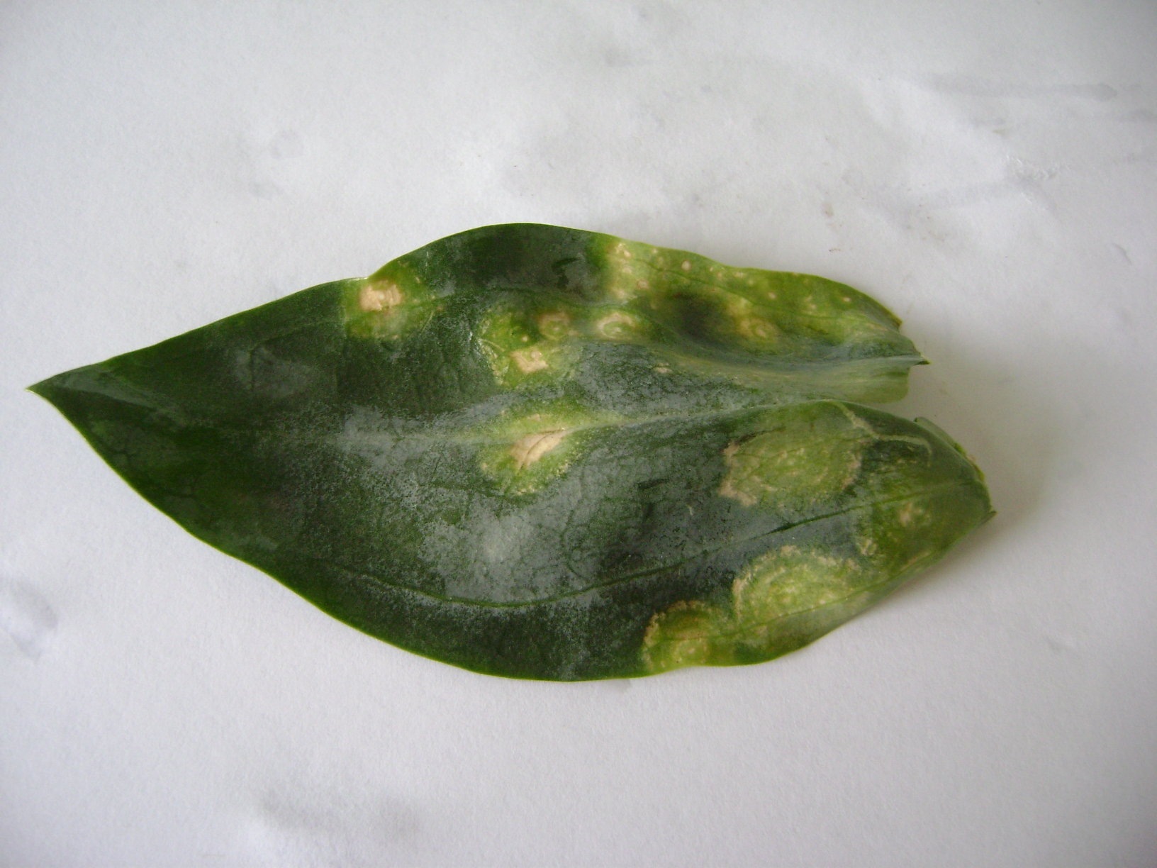 <p><b><p>Detalhe de folha de <em>Eustoma grandiflorum </em>infectada pelo Chrysanthemum stem necrosis virus, com anéis necróticos. </p></b></p><p>Autor: L. M. L. Duarte</p>