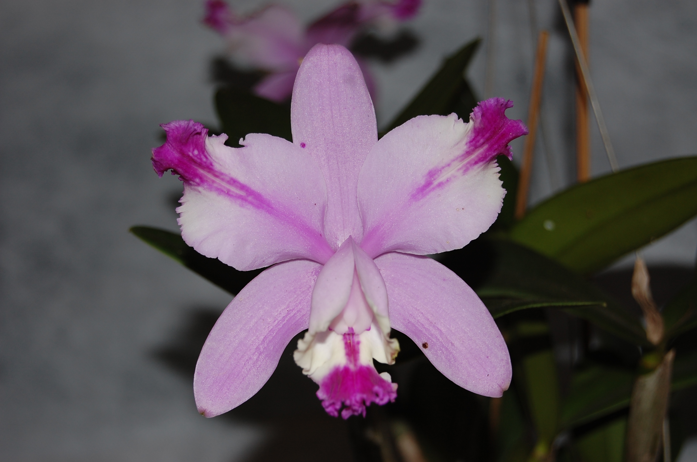 <p><b><p>Flor de orquídea sadia.</p></b></p><p>Autor: M.A.V. Alexandre</p>