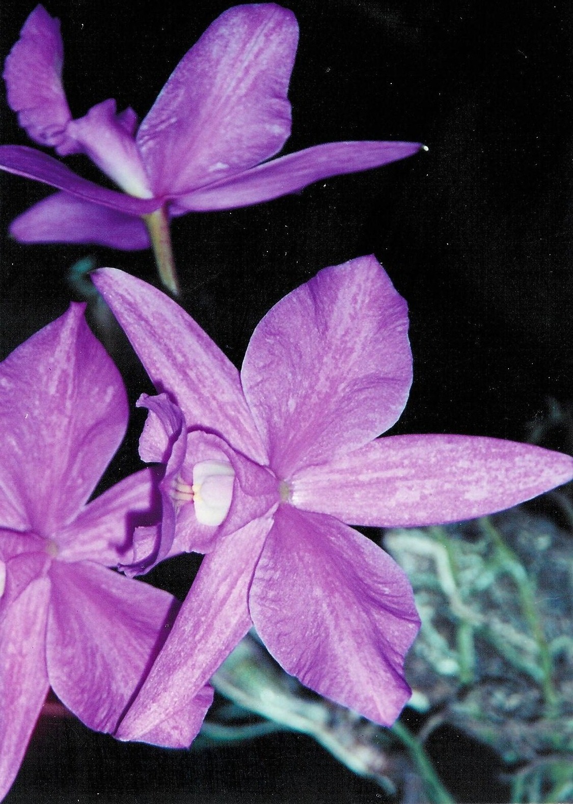<p><b><p>Flor de orquídea naturalmente infectada por ORSV com quebra de coloração. </p></b></p><p>Autor:F.J. Zorzenon</p>