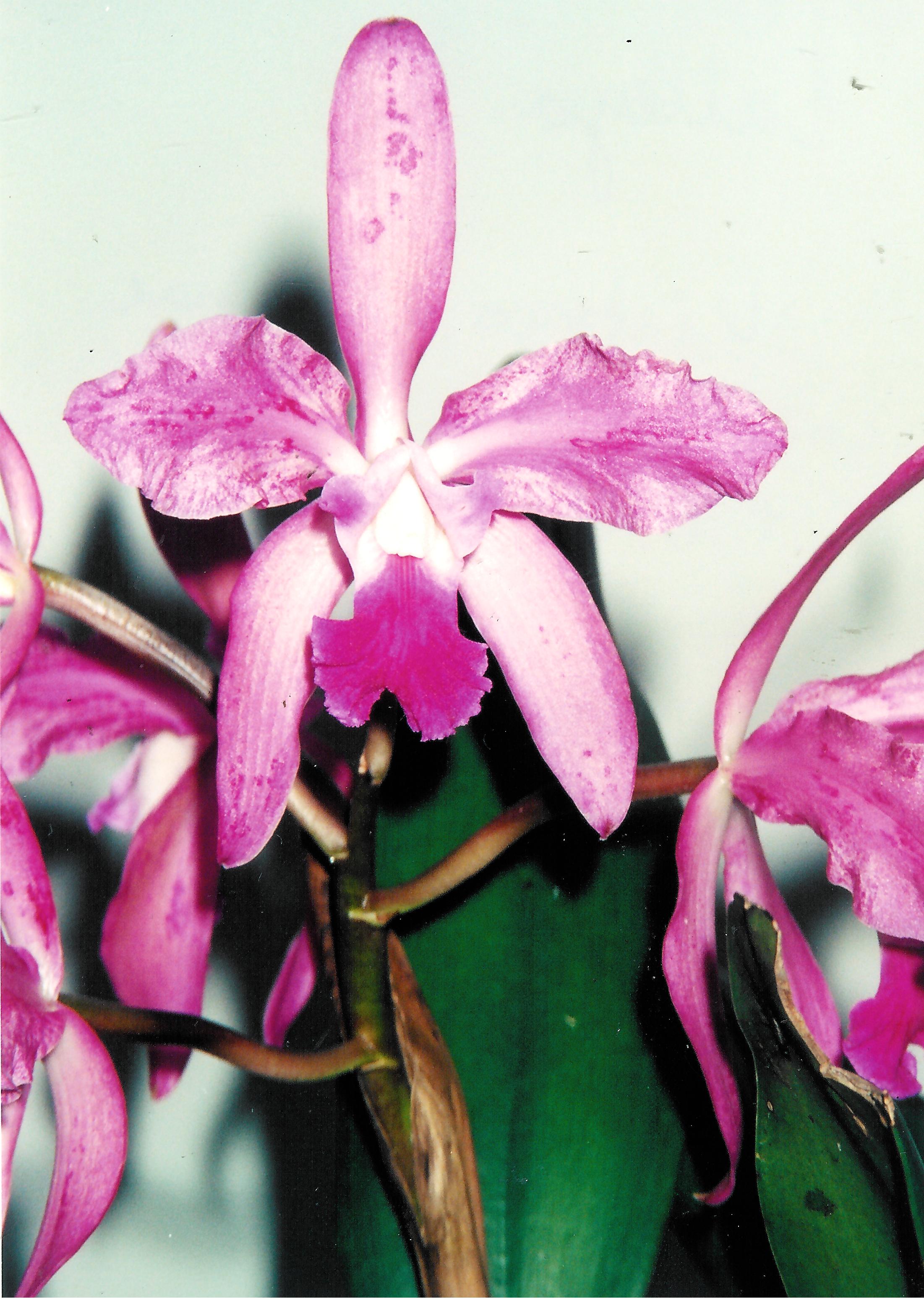 <p><b><p>Flor de orquídea naturalmente infectada por ORSV com quebra de coloração.</p></b></p><p>Autor:F.J. Zorzenon</p>