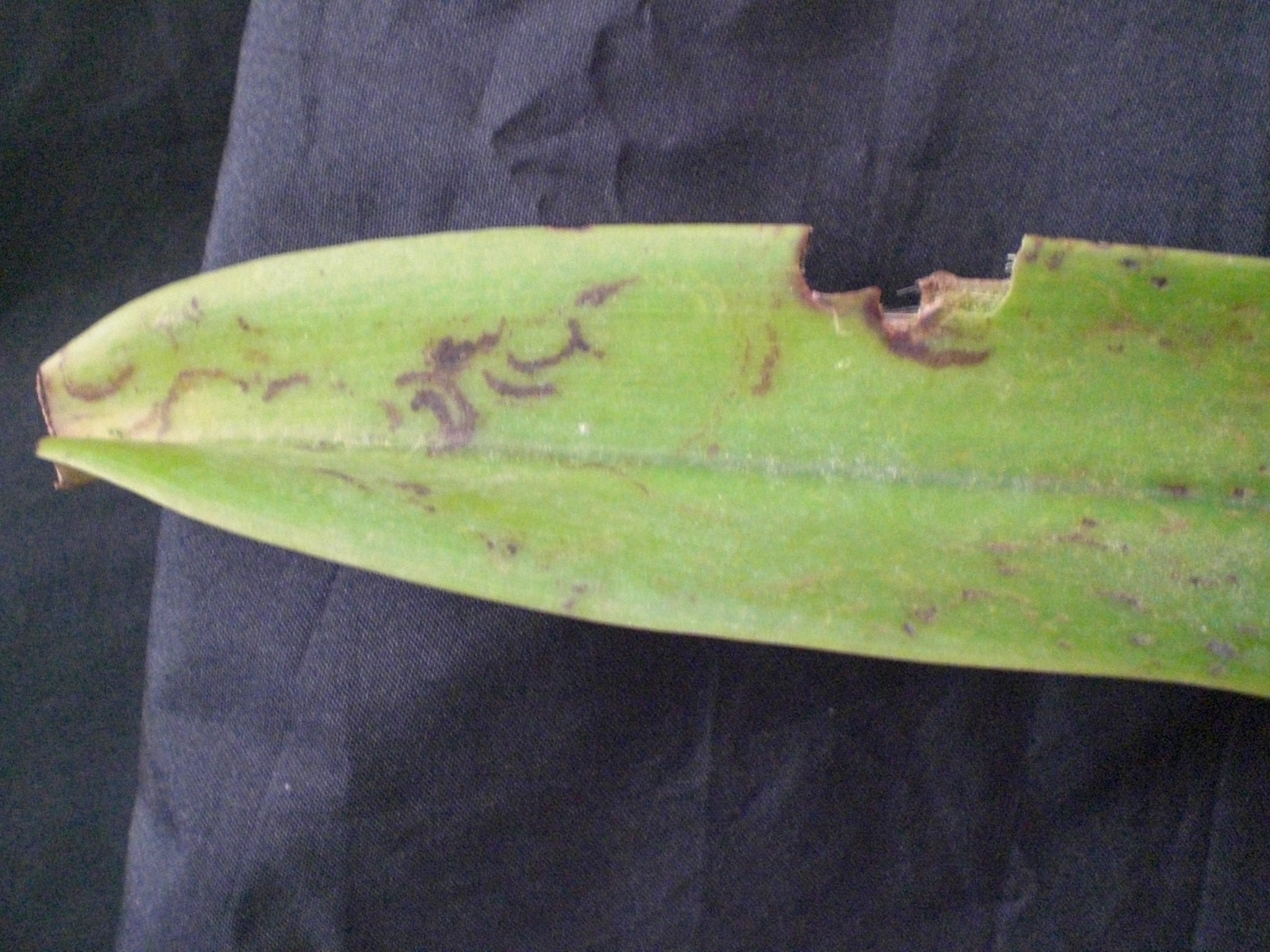 <p><b><p>Folha de orquídea infectada por ORSV com semi-anéis necróticos.</p></b></p><p>Autor: M.A.V. Alexandre</p>