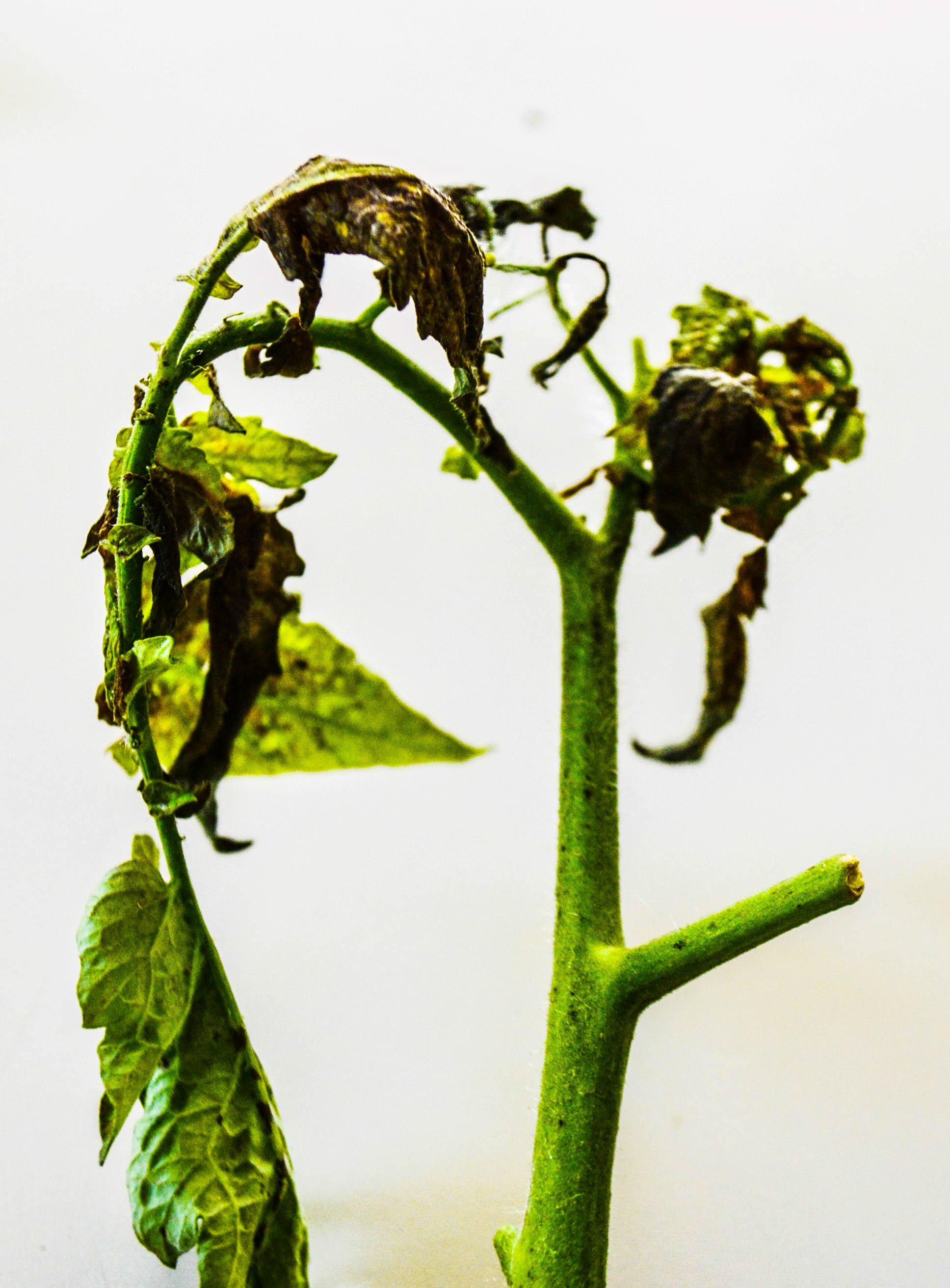 <p><b><p>Ramo apical de tomateiro com sintomas de folhas curvadas para baixo e necrose causados pelo <em>Groundnut ringspot orthotospovirus </em>(GRSV).</p></b></p><p>Autor: Leilane K. Rodrigues</p>