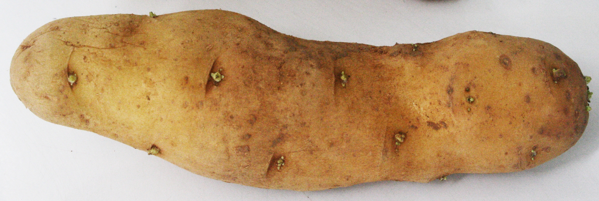 <p><b><p>Afilamento do tubérculo, em batata var. Ágata, infectada pelo <em>Potato spinder tuber viroid </em>(PSTVd).</p></b></p><p>Autor: Marcelo Eiras</p>