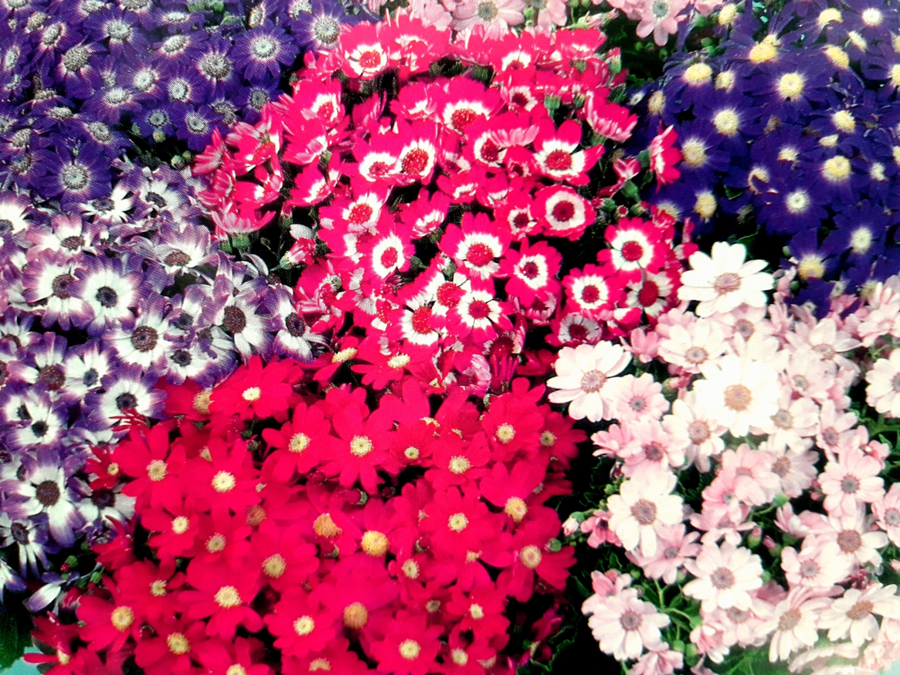 <p><b><p>Flores de <em>Senecio cruentus </em>(cinerária dos floristas). </p></b></p><p>Autor: M. A. V. Alexandre</p>