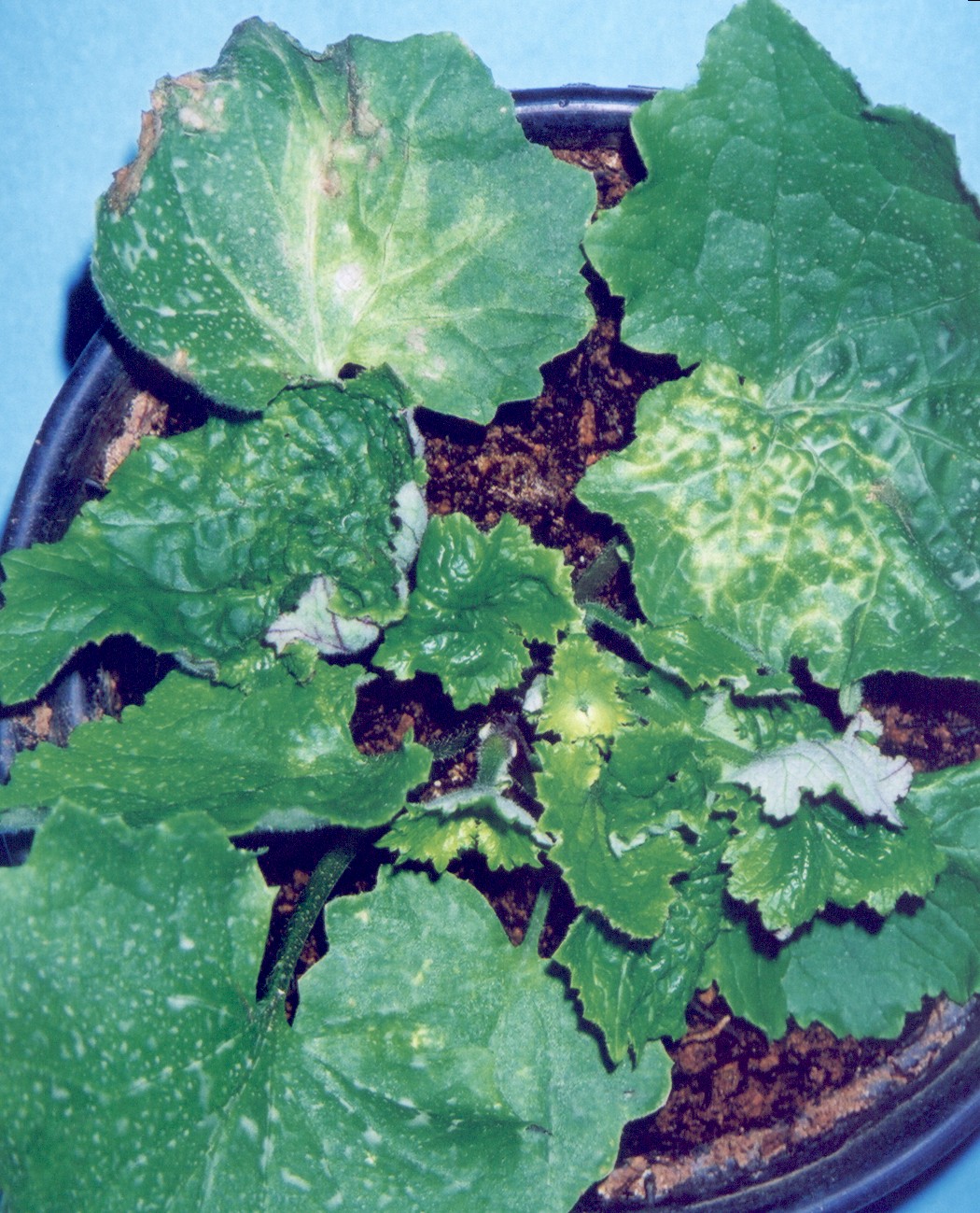 <p><b><p>Planta de cinerária naturalmente infectada por <em>Chrysanthemum stem necrosis virus </em>(CSNV) mostrando a evolução dos sintomas.</p></b></p><p>Autor: M. A. V. Alexandre</p>