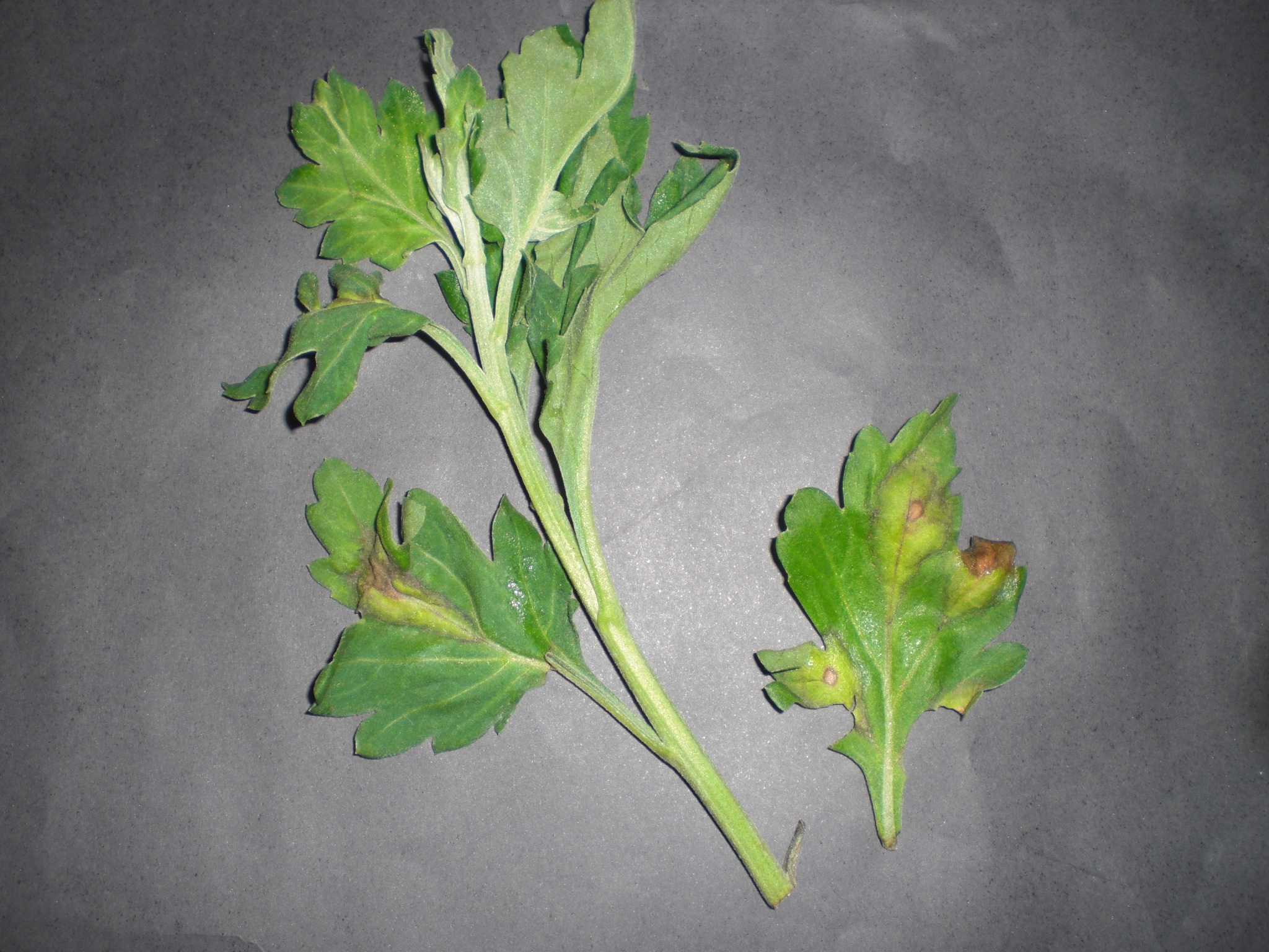 <p><b><p>Ramo e folhas de crisântemo naturalmente infectados por Chrysanthemum stem necrosis virus (CSNV), mostrando manchas cloróticas e necrose.</p></b></p><p>Autor: M. A. V. Alexandre</p>