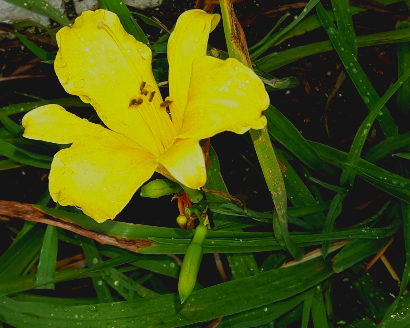 <p><b><p>Detalhe da flor de lírio amarelo (<em>Hemerocallis hybrida</em>).</p></b></p><p>Autor: M. Amelia V. Alexandre</p>
