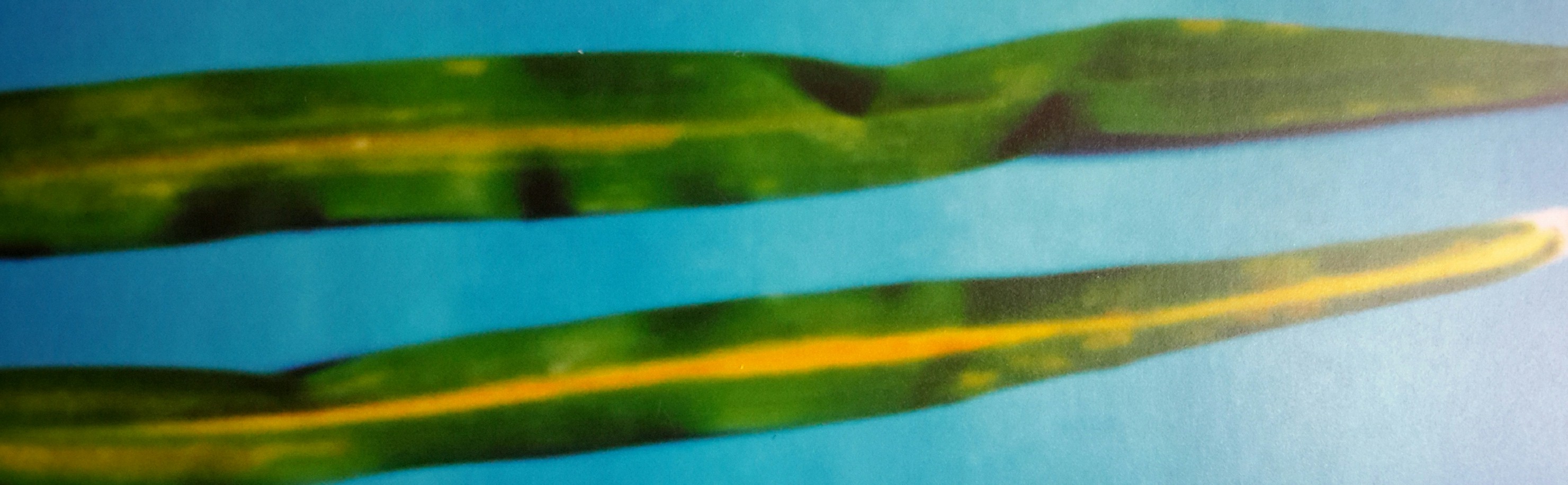 <p><b><p>Folha de lírio amarelo (<em>Hemerocallis hybrida</em>) infectada por <em>Tomato mosaic virus</em>.</p></b></p><p>Autor: Sérgio Viana</p>