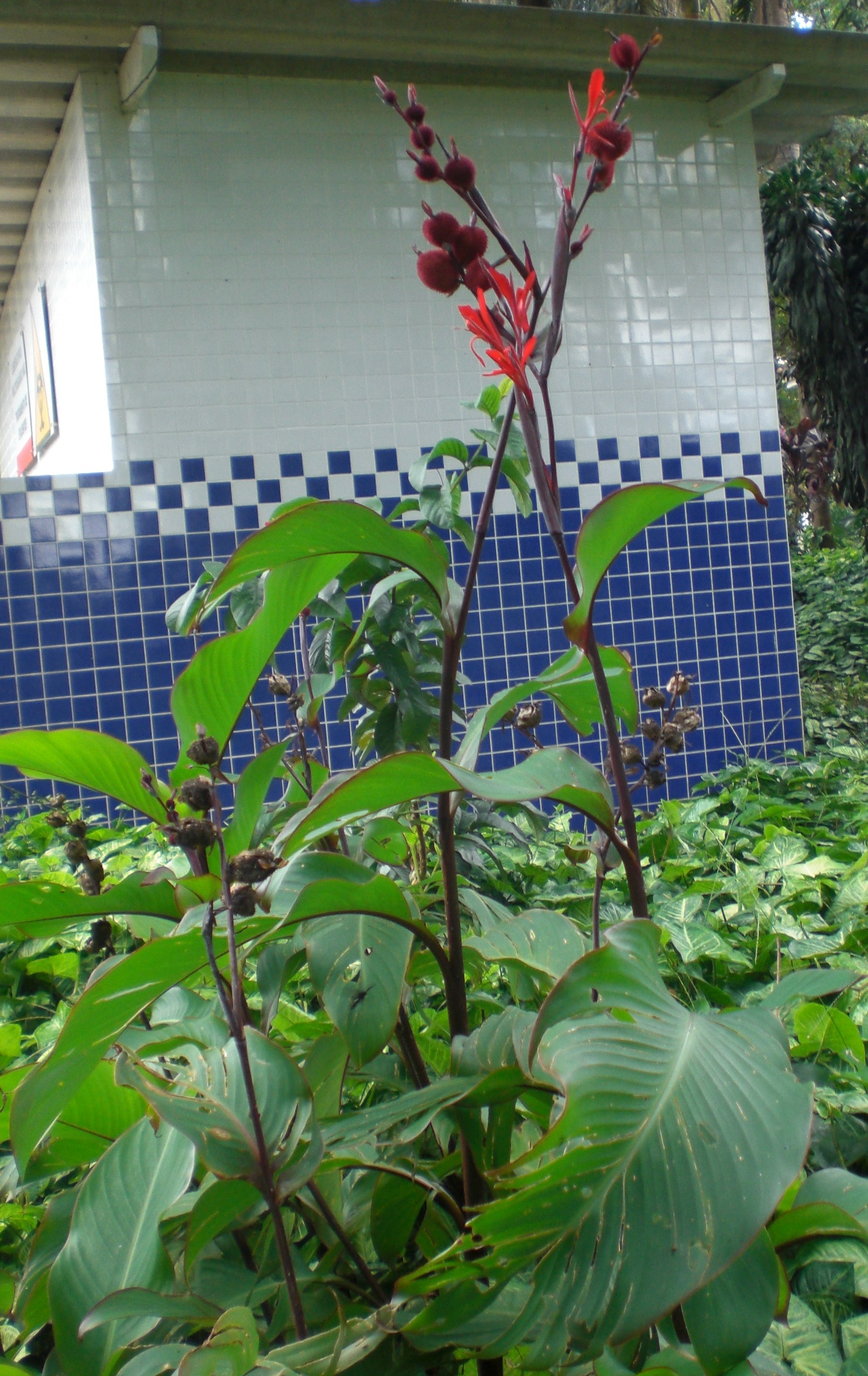 <p><b><p>Planta sadia de <em>C. paniculata </em>mostrando folhas, flores e frutos. </p></b></p><p>Autor: M. A. V. Alexandre</p>