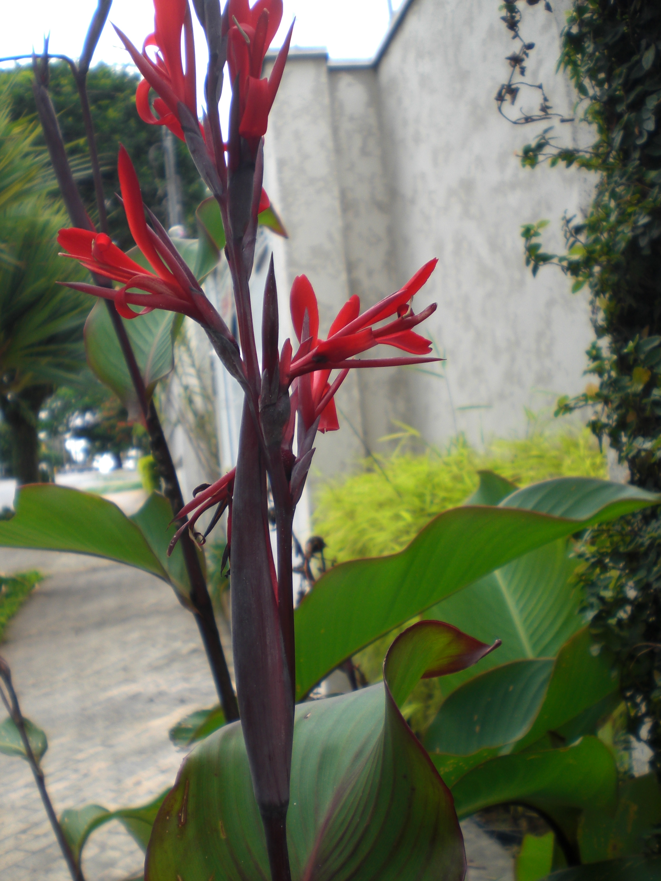 <p><b><p>Inflorescência com flores vermelhas de planta sadia de <em>C. paniculata </em></p></b></p><p>Autor: M. A. V. Alexandre</p>