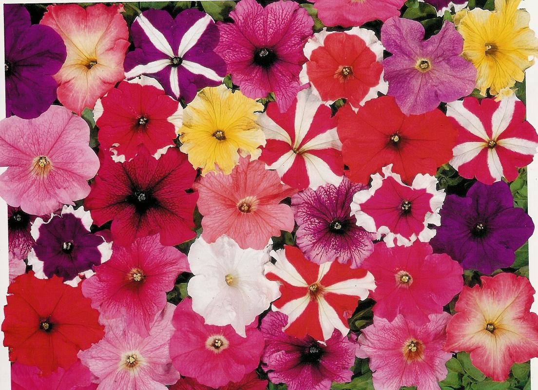<p><b><p>Flores de petúnia mostrando a diversidade de cores e padrão.</p></b></p><p>Autor: M. Amelia V. Alexandre</p>