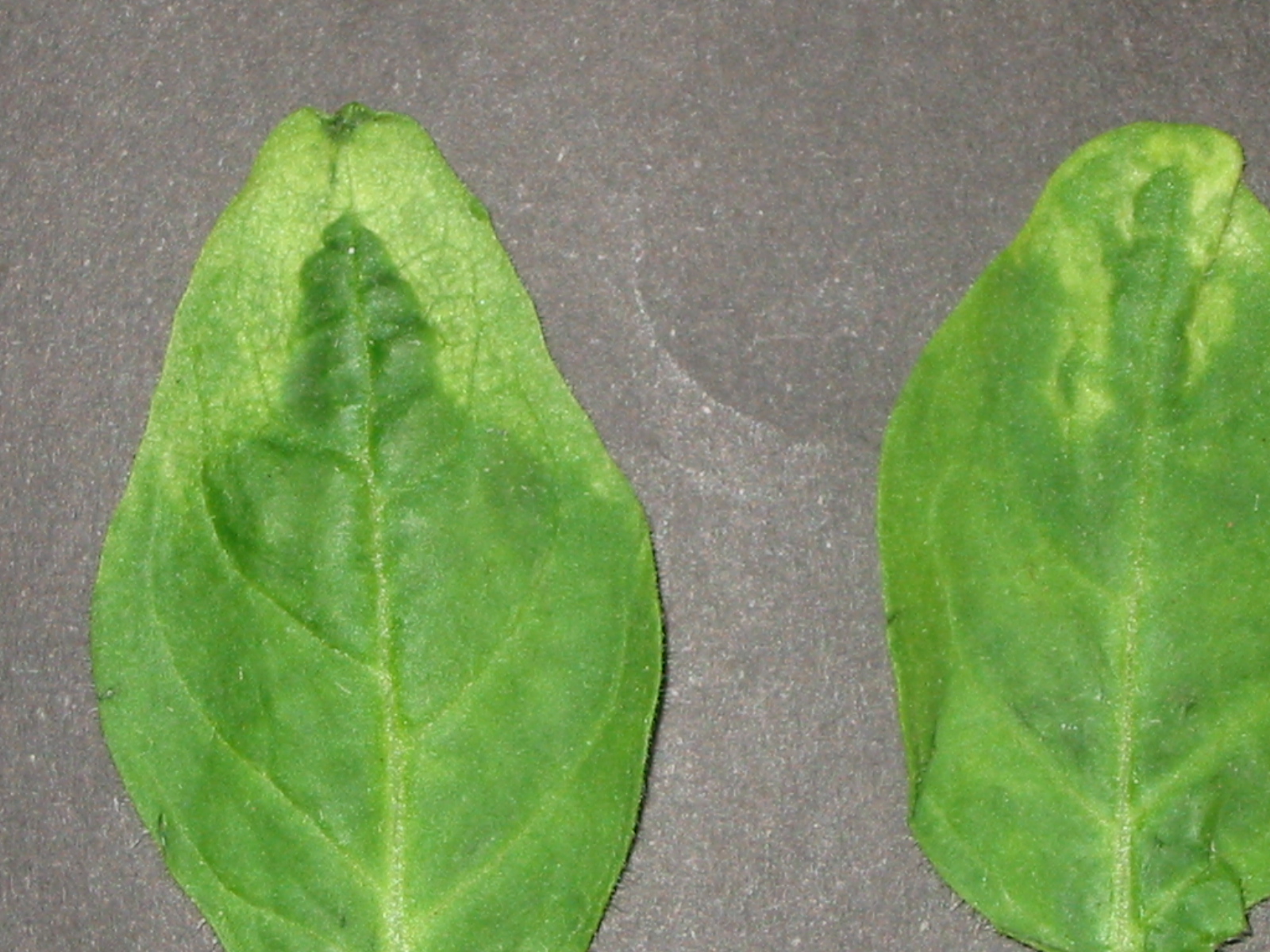 <p><b><p>Detalhe de folhas de petúnia infectadas com TMV-p.</p></b></p><p>Autor: M. Amelia V. Alexandre</p>