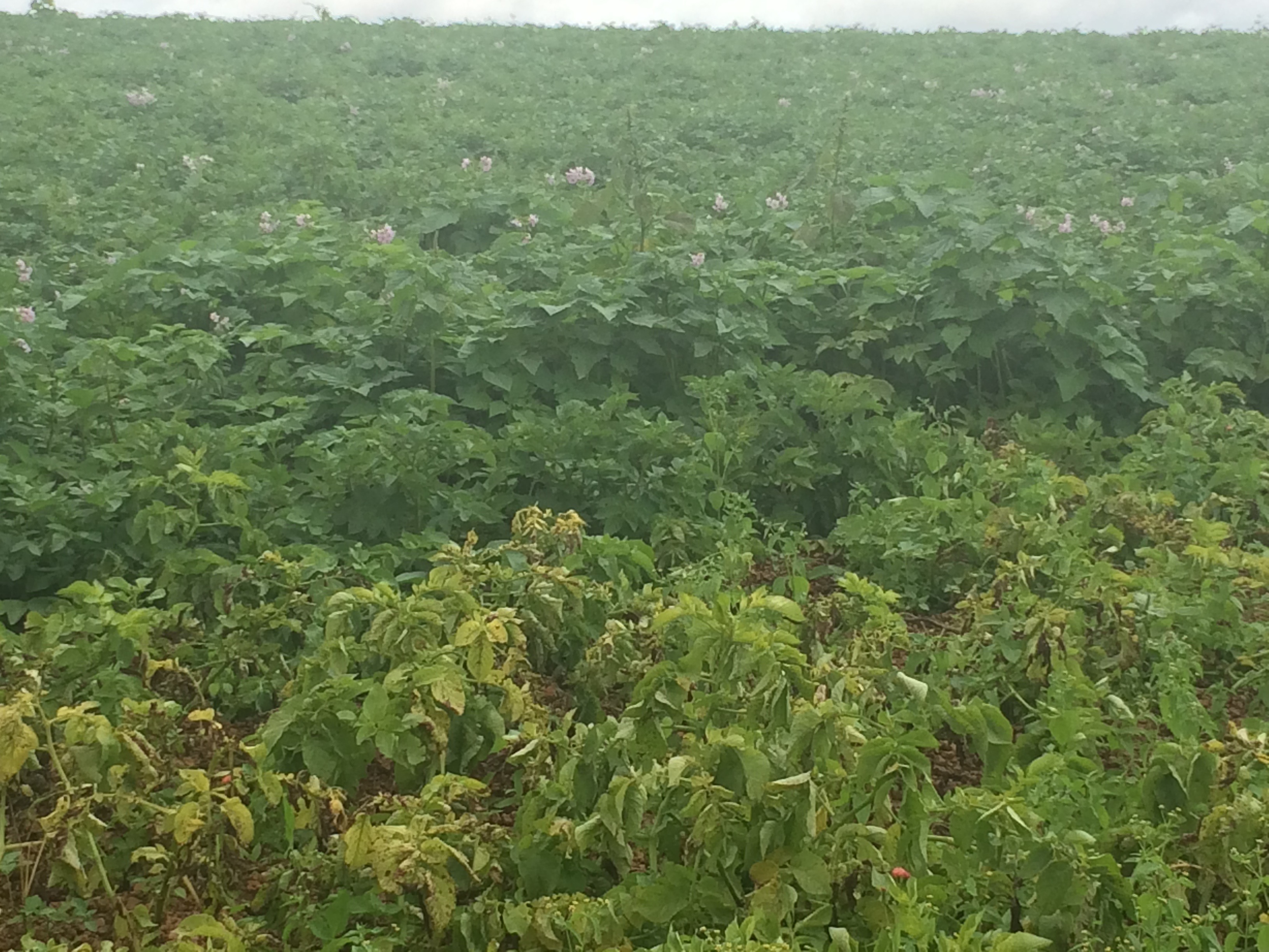 <p><b><p>Perda de produção (90%) em plantio de batata Agata em Tapira, MG.</p></b></p><p>Autor: Fernado J. S. Salas</p>