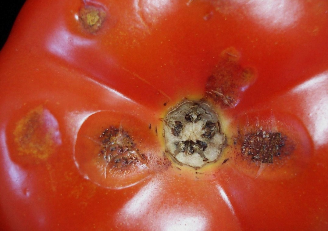 <p><b><p>Sintoma inicial de antracnose em fruto de tomate (<em>S. lycopersicum</em>).</p></b></p><p>Autor: Jesus G. Töfoli</p>
