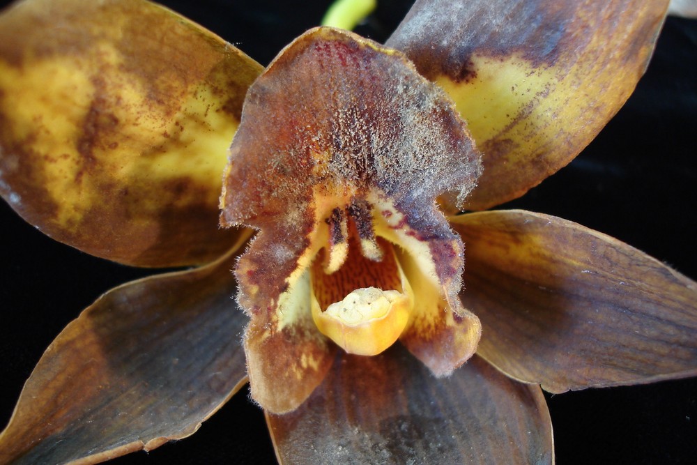 <p><b><p>Mofo cinzento em orquídea. </p></b></p><p>Autor: Jesus G. Tofoli  </p>