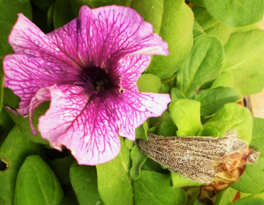 <p><b><p>Flor de petúnia sadia e afetada por mofo cinzento.</p></b></p><p>Autor: Ricardo J. Domingues </p>