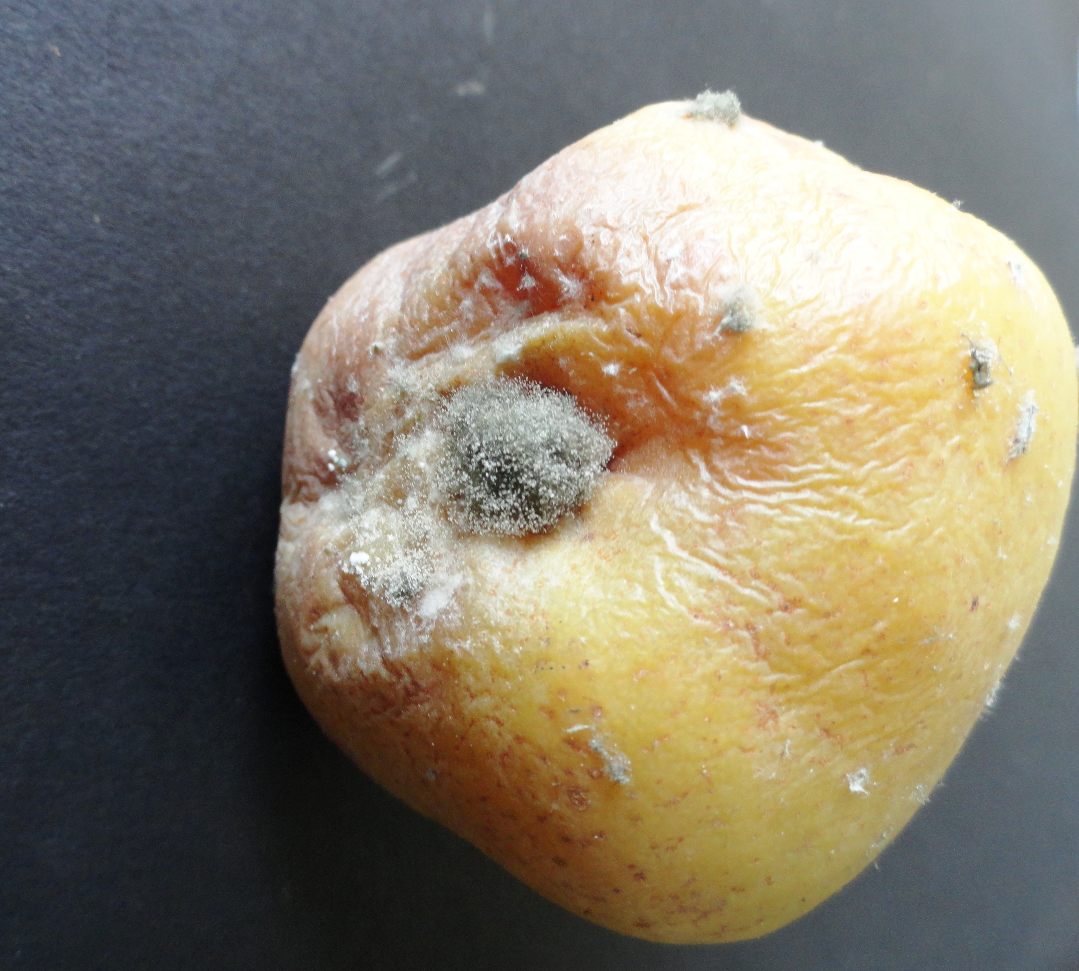 <p><b><p>Crescimento de <em>Botrytis cinerea </em>em fruto de pera.</p></b></p><p>Autor: Josiane Takassaki Ferrari</p>