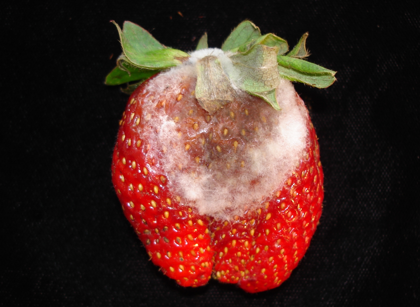 <p><b><p>Fruto de morango exibindo aspecto úmido e micélio cotonoso de <em>B. cinerea</em>. </p></b></p><p>Autor: Josiane T. Ferrari</p>