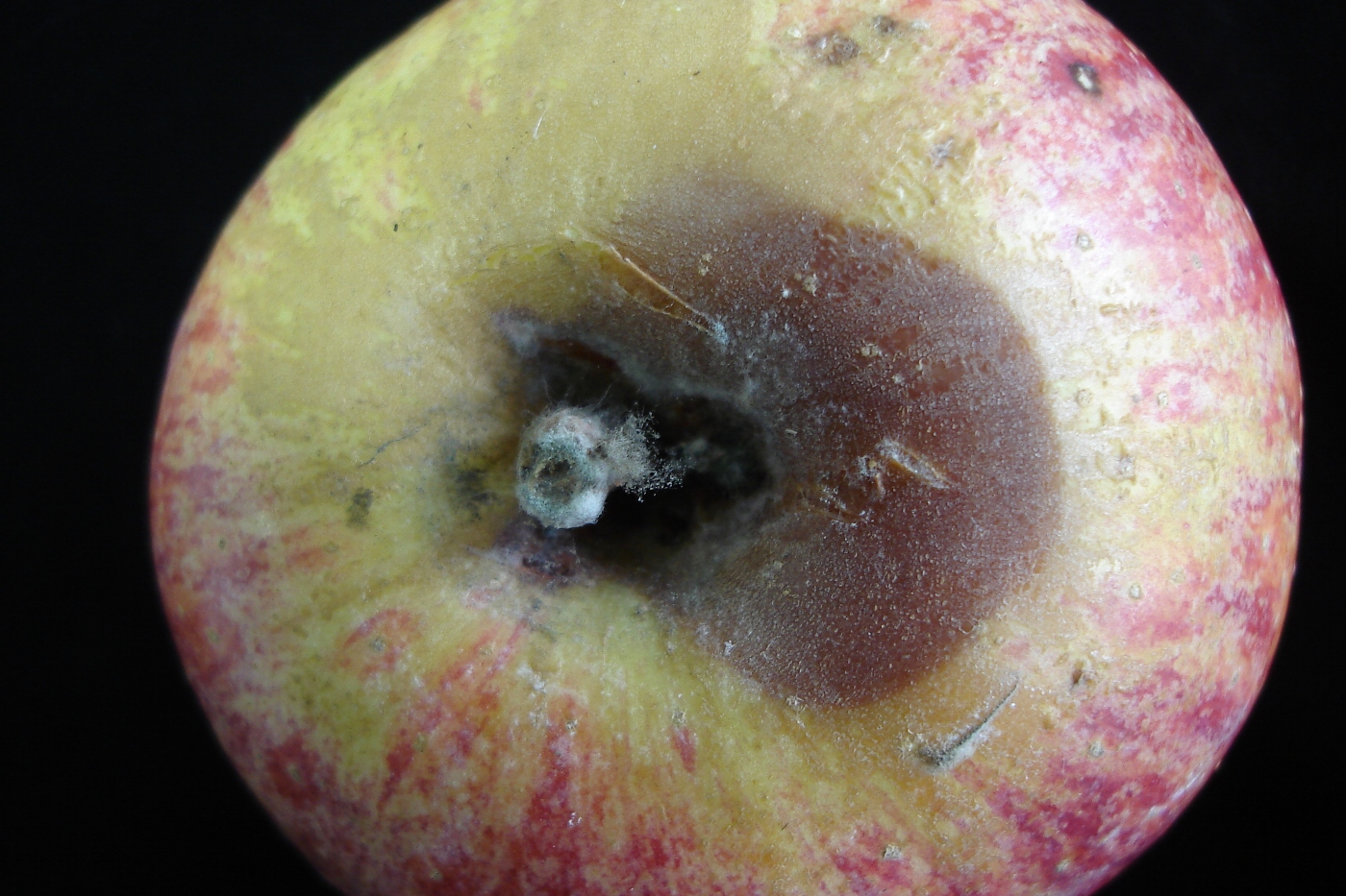 <p><b><p>Mofo cinzento em fruto de maçã. </p></b></p><p>Autor: Ricardo J. Domingues  </p>