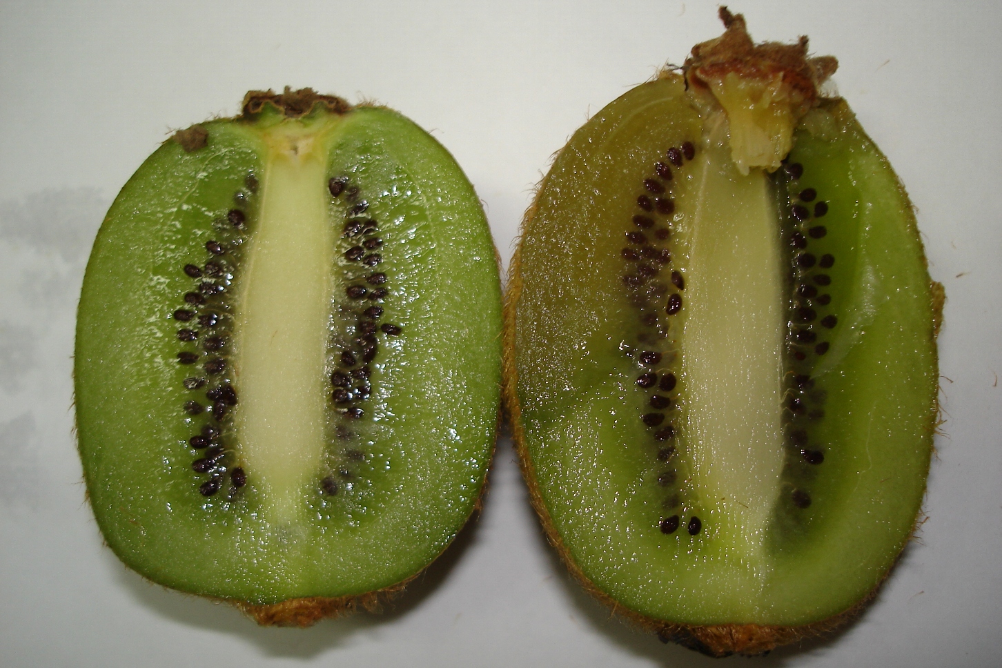 <p><b><p>Fruto sadio e fruto de kiwicom sintoma interno de mofo cinzento . </p></b></p><p>Autor: Josiane Takassaki Ferrari</p>