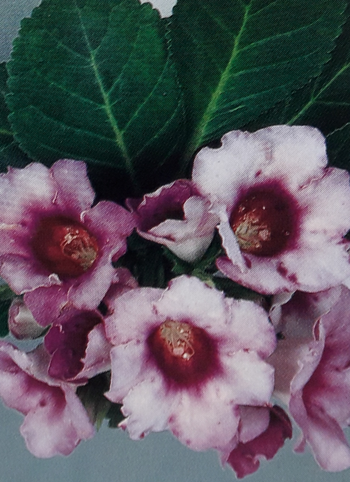 <p><b><p>Flores de gloxínia (<em>Sinningia speciosa</em>) sadias.</p></b></p><p>Autor: M. Amelia V. Alexandre</p>