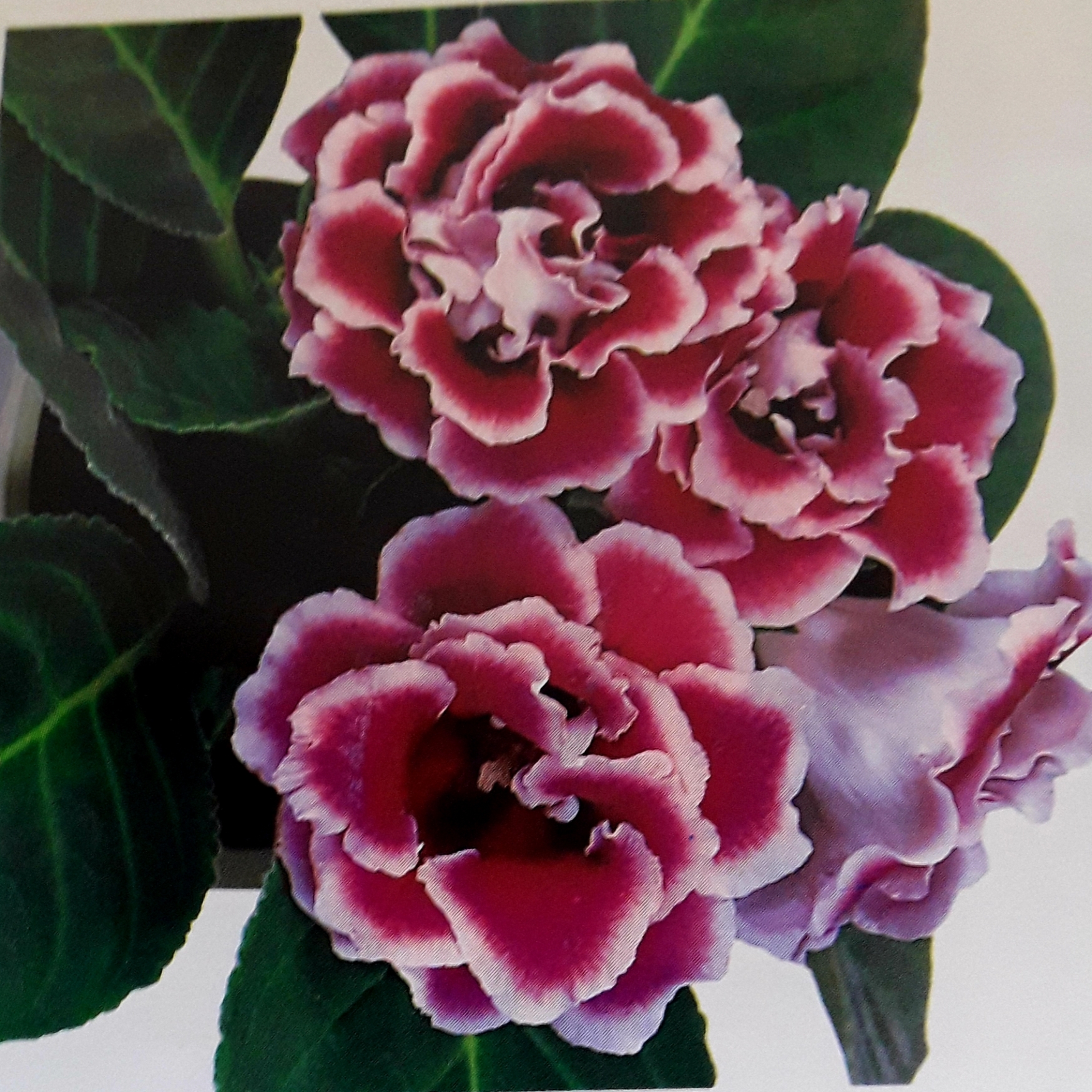 <p><b><p>Flores dobradas de gloxínia (<em>Sinningia speciosa</em>) sadias. </p></b></p><p>Autor: M. Amelia V. Alexandre</p>
