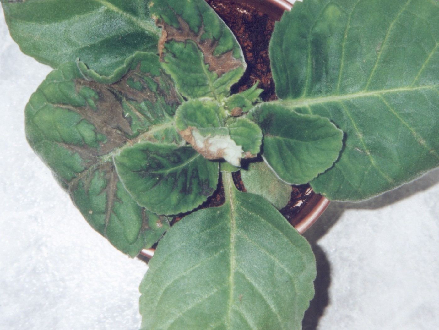 <p><b><p>Planta de gloxínia (<em>Sinningia speciosa</em>) infectada por <em>Orthotospovirus.</em></p></b></p><p>Autor: M. Amelia V. Alexandre</p>