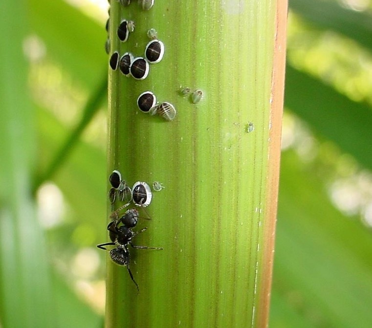 <p><b><p><em>Cerataphis brasiliensis</em> e <em>Camponotus crassus.</em></p></b></p><p>Autor: Francisco J.Zorzenon</p>