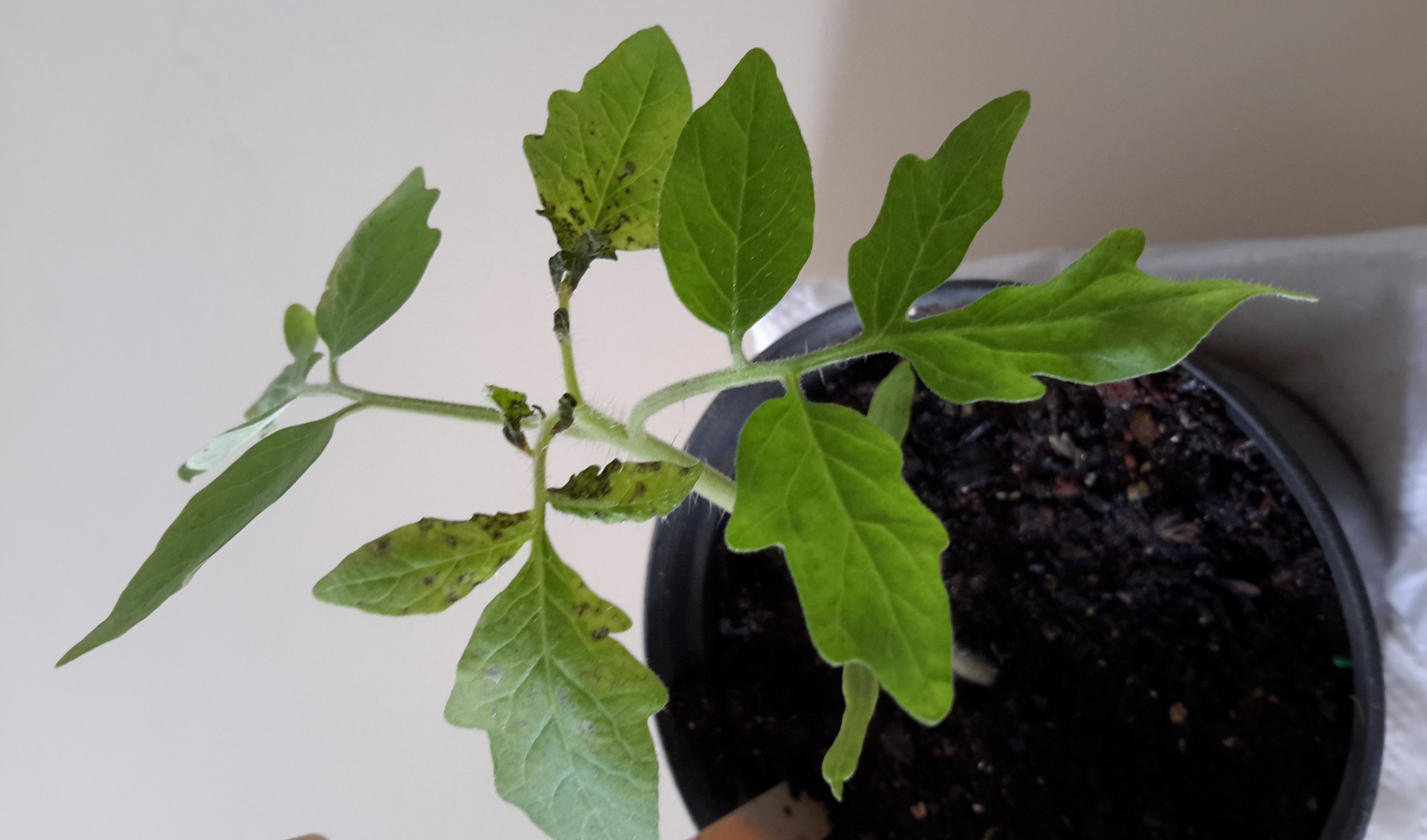<p><b><p>Cultivar  ‘Alambra’ de <em>Solanum lycopersicum</em> infectada com tomato mottle mosaic virus (ToMMV).</p></b></p><p>Autor: Lígia M. L. Duarte</p>