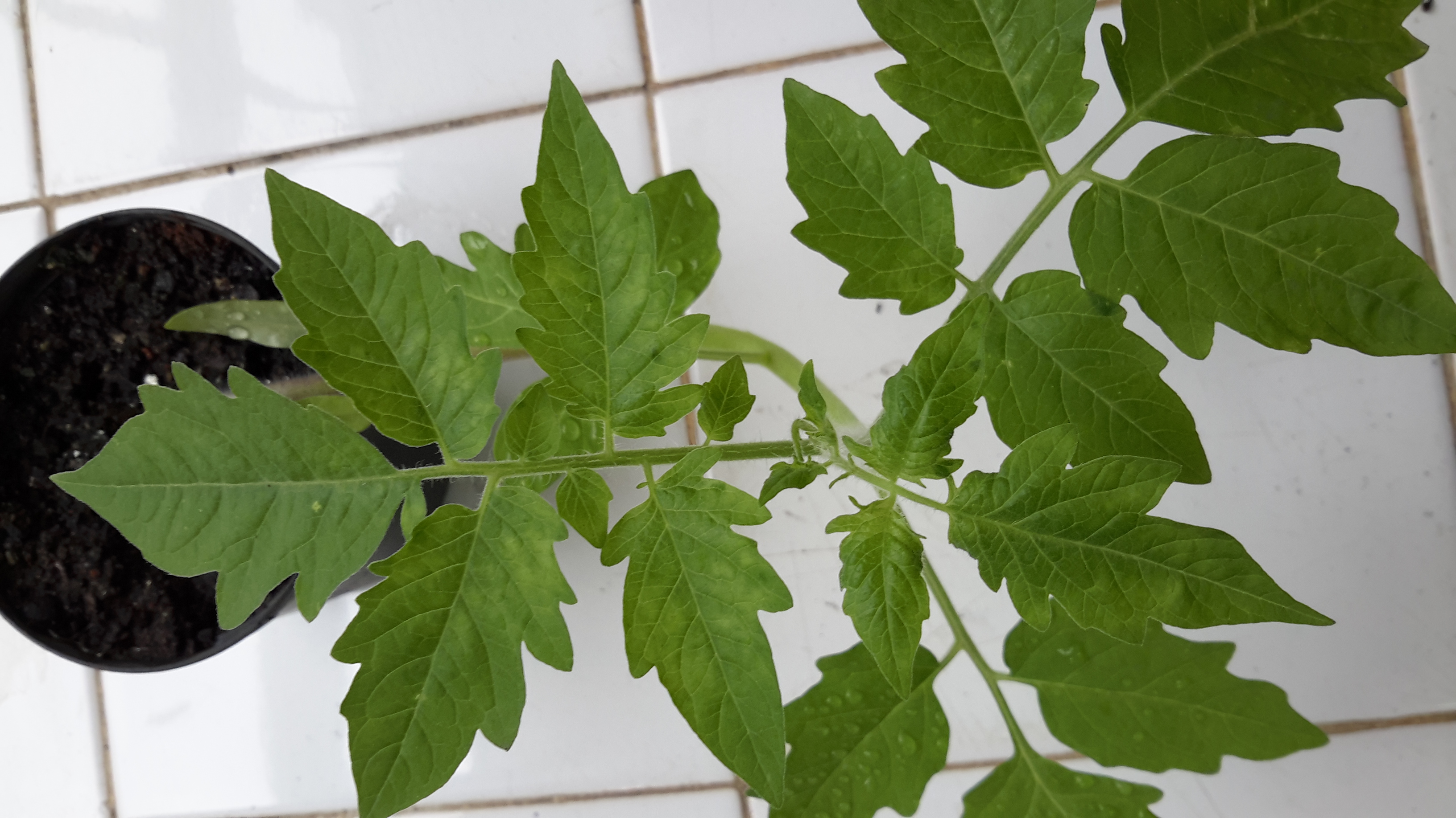 <p><b><p>Cultivar  ‘Kada’ de <em>Solanum lycopersicum</em> infectada com tomato mottle mosaic virus (ToMMV).</p></b></p><p>Autor: Lígia M. L. Duarte</p>