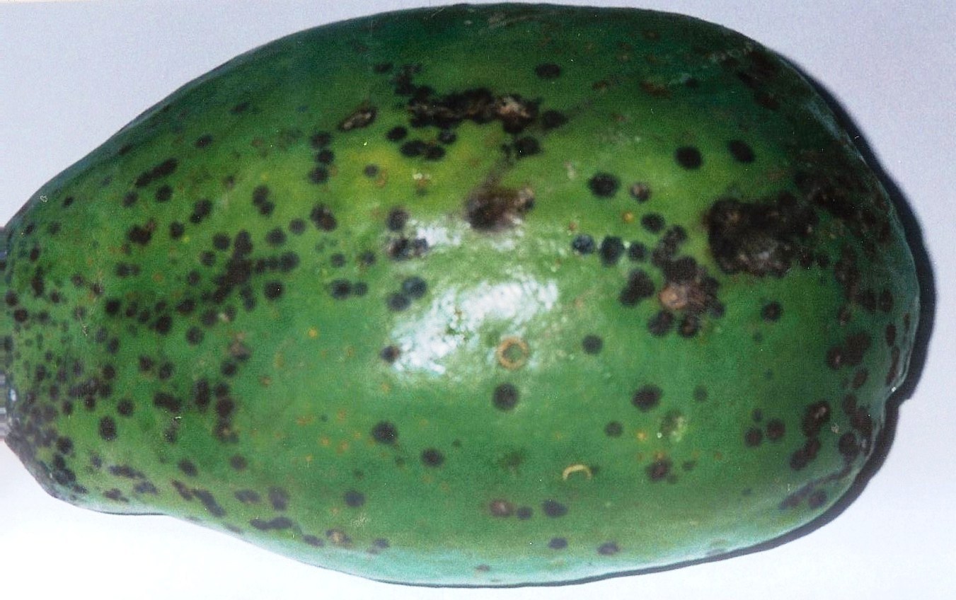 <p><b><p>Fruto de mamão verde, exibindo as pústulas negras e arredondadas causadas pelo fungo <em>Asperisporium caricae</em>.
</p></b></p><p>Autor: Josiane Takassaki Ferrari</p>