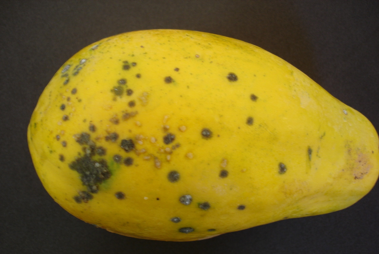 <p><b><p>Fruto de mamão maduro, exibindo as pústulas arredondadas causadas pelo fungo <em>Asperisporium caricae</em>. 
</p></b></p><p>Autor: Josiane Takassaki Ferrari</p>